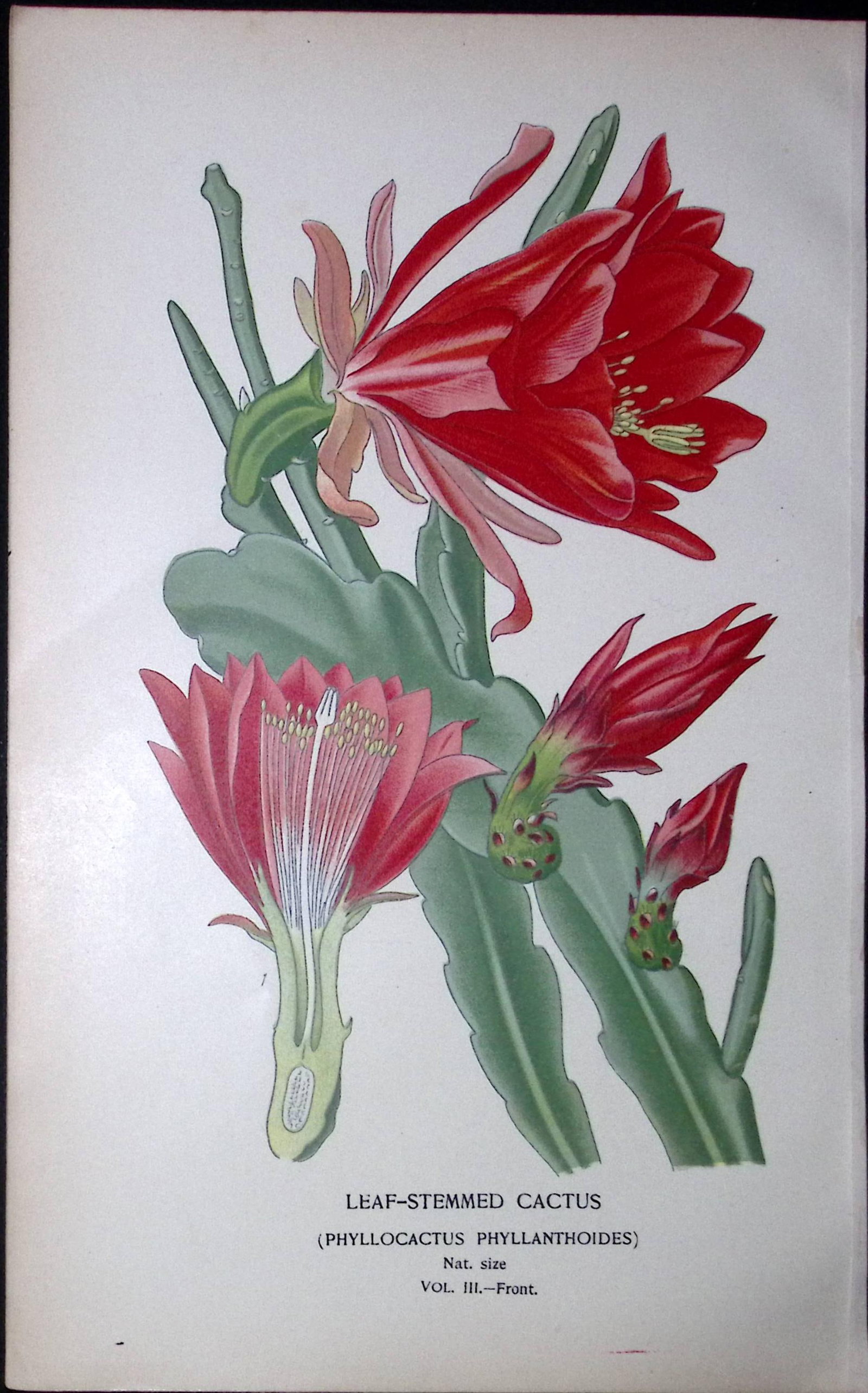 Leaf Stemmed Cactus Edward Step Rare Antique Botanical Book Plate-157a: Title: Leaf Stemmed Cactus Edward Step Rare Antique Botanical Book Plate-157a Description: This Rare Beautiful Chromolithograph Was Removed from a Circa 1897 Antique Edition of. The Favourite Flowers
