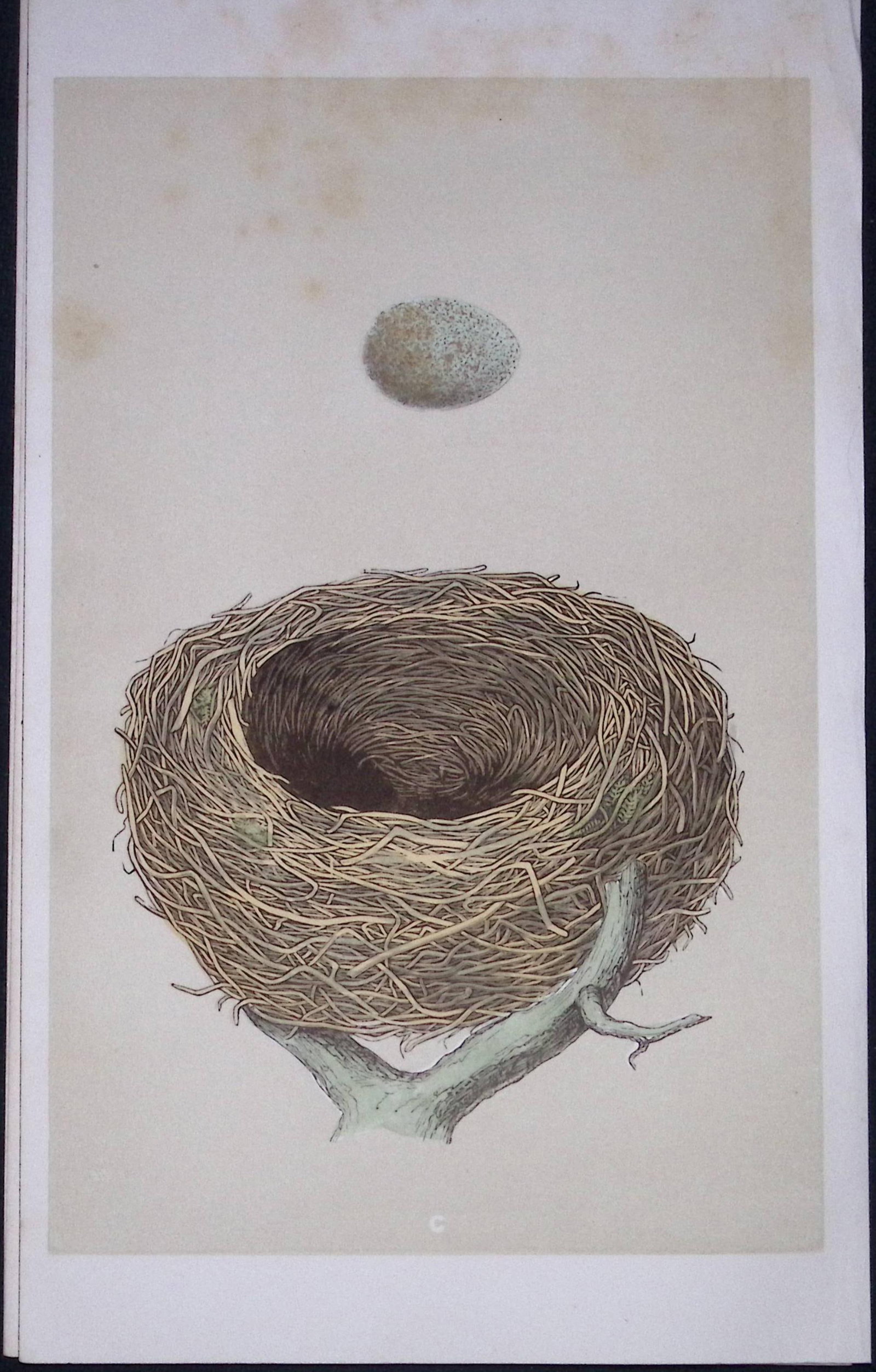 Rev Morris Redwing Bird Nest & Egg Antique Woodblock Engraving-75: Title: Rev Morris Redwing Bird Nest & Egg Antique Woodblock Engraving-75 Description: This Original Antique Colour Engraved Plate Was Removed from a First Edition of. The Rev FO Morris Natural