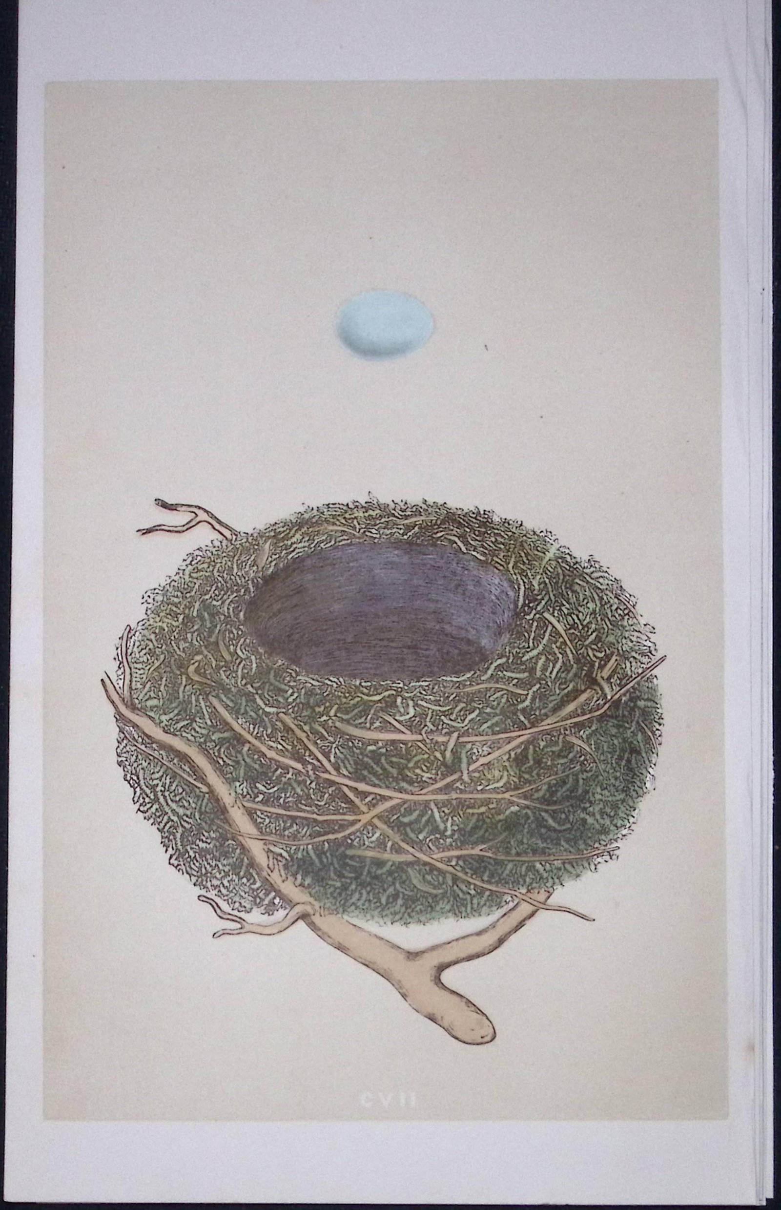Rev Morris Dunnock Bird Nest & Egg Antique Woodblock Engraving-37: Title: Rev Morris Dunnock Bird Nest & Egg Antique Woodblock Engraving-37 Description: This Original Antique Colour Engraved Plate Was Removed from a First Edition of. The Rev FO Morris