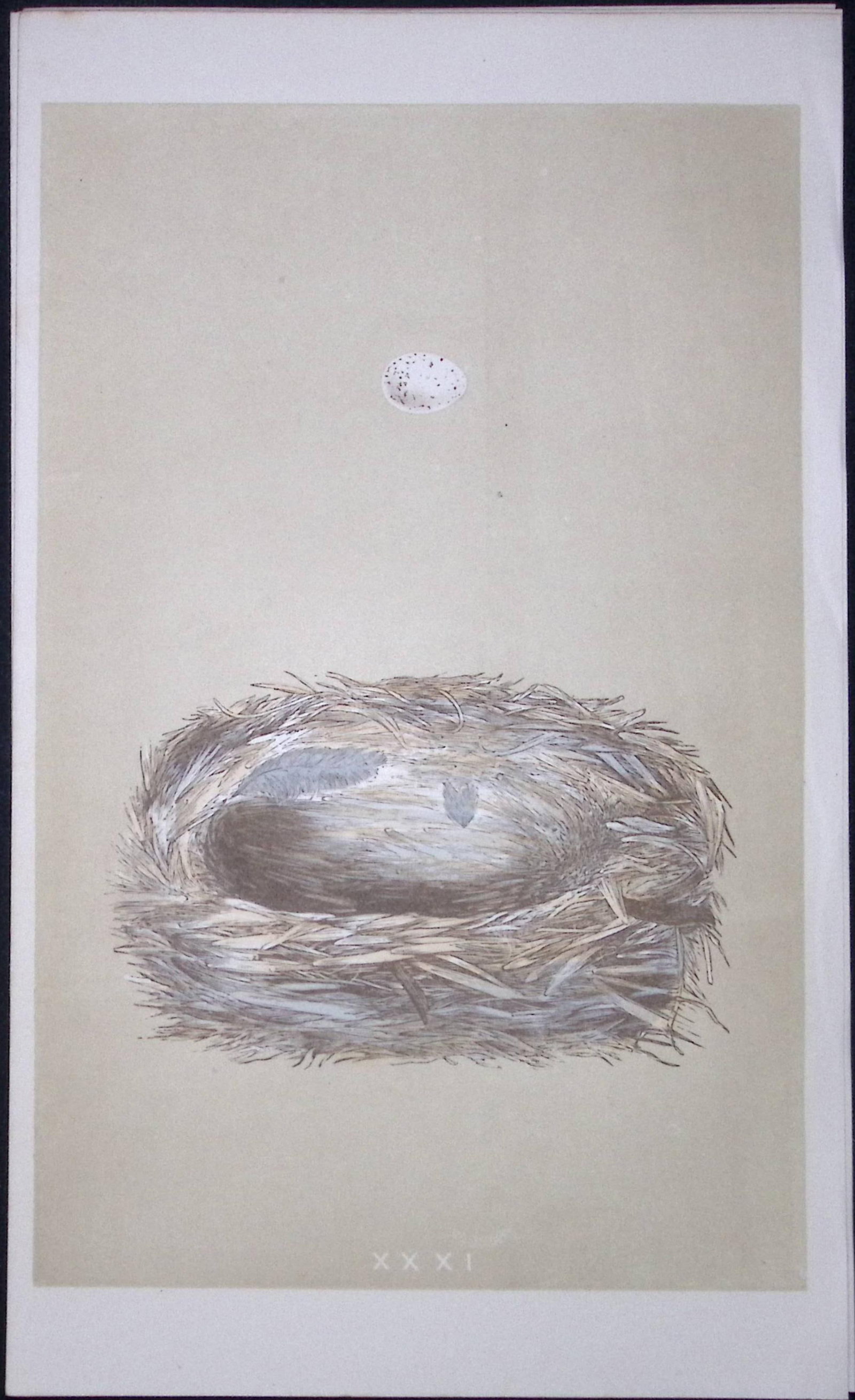 Rev Morris Siskin Bird Nest & Egg Antique Woodblock Engraving-7: Title: Rev Morris Siskin Bird Nest & Egg Antique Woodblock Engraving-7 Description: This Original Antique Colour Engraved Plate Was Removed from a First Edition of. The Rev FO Morris Natural
