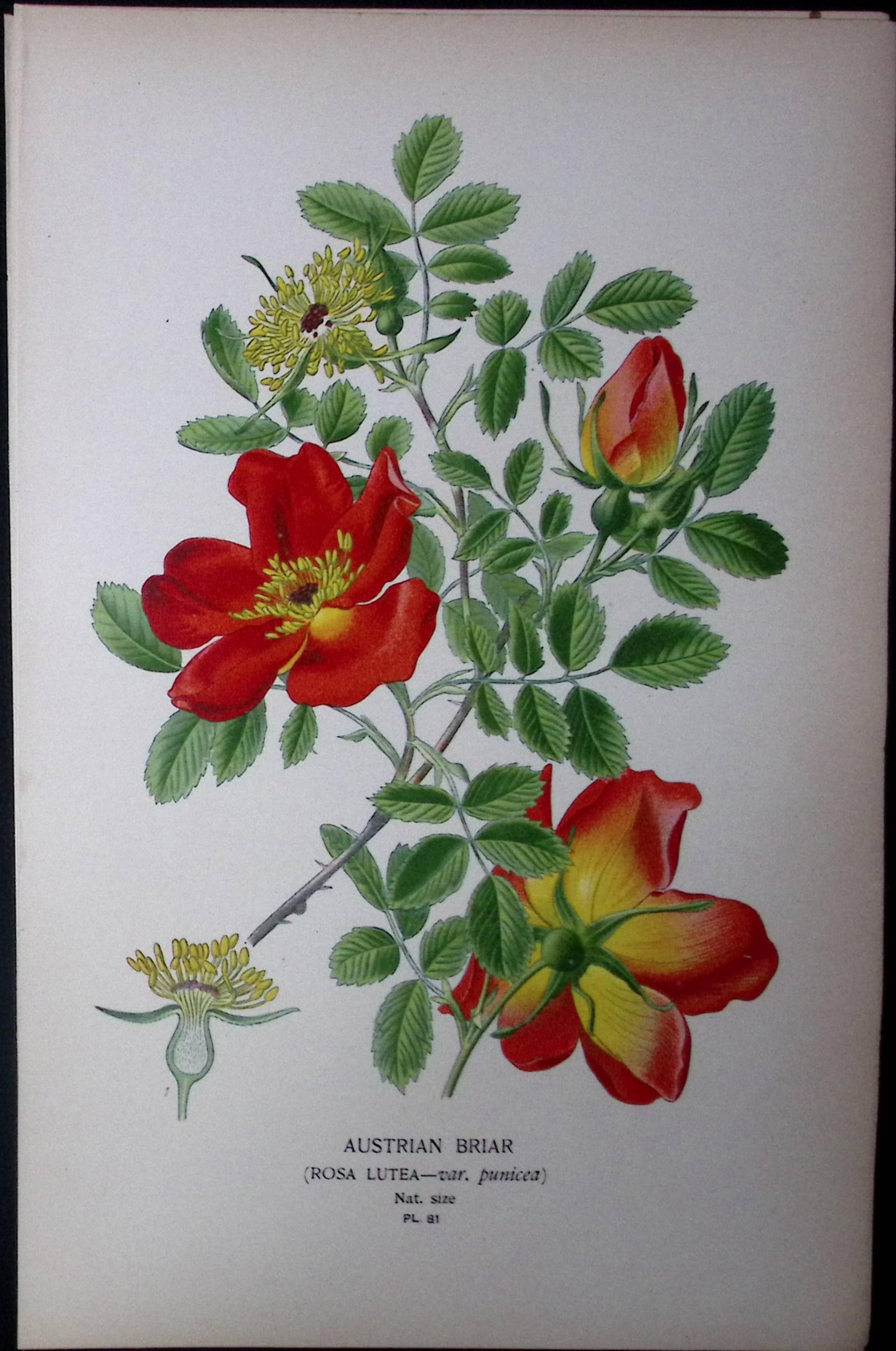 Austrian Briar Rose Edward Step Rare Antique Botanical Book Plate-81: Title: Austrian Briar Rose Edward Step Rare Antique Botanical Book Plate-81 Description: This Rare Beautiful Chromolithograph Was Removed from a Circa 1897 Antique Edition of. The Favourite Flowers