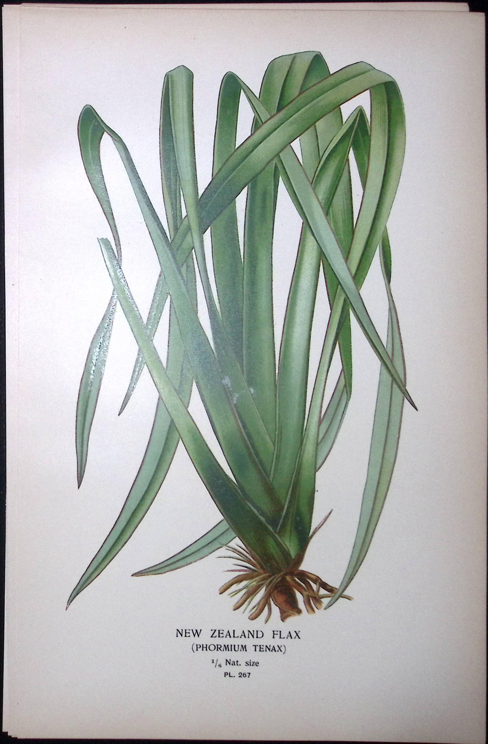 New Zealand Flax Edward Step Rare Antique Botanical Book Plate-267: Title: New Zealand Flax Edward Step Rare Antique Botanical Book Plate-267 Description: This Rare Beautiful Chromolithograph Was Removed from a Circa 1897 Antique Edition of. The Favourite Flowers of