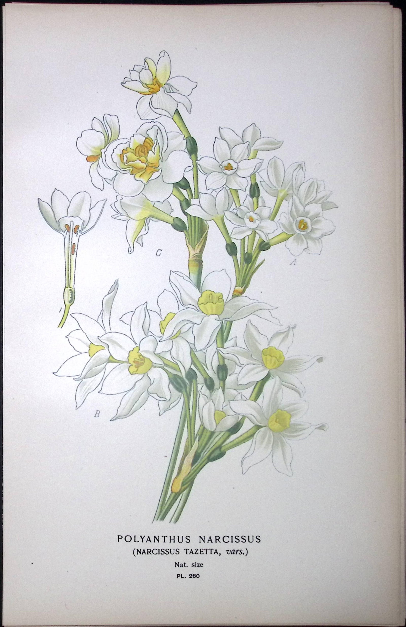 Chinese Sacred Lily Edward Step Rare Antique Botanical Book Plate-260: Title: Chinese Sacred Lily Edward Step Rare Antique Botanical Book Plate-260 Description: This Rare Beautiful Chromolithograph Was Removed from a Circa 1897 Antique Edition of. The Favourite Flowers