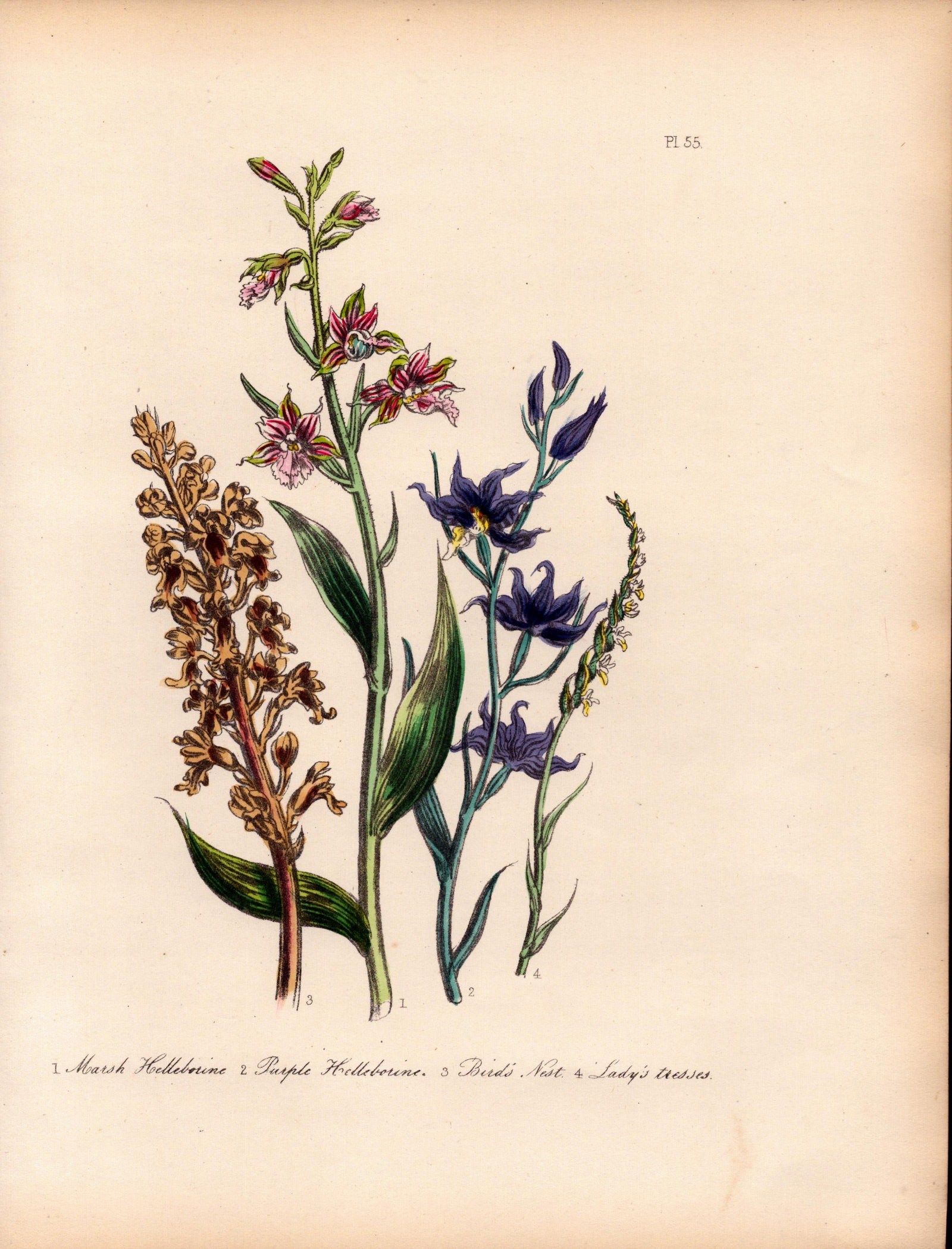 Rare 165-Yr-Old Antique Wildflower Gilt-Edged Illustration Jane Webb Loudon-55. (1 of 2)
