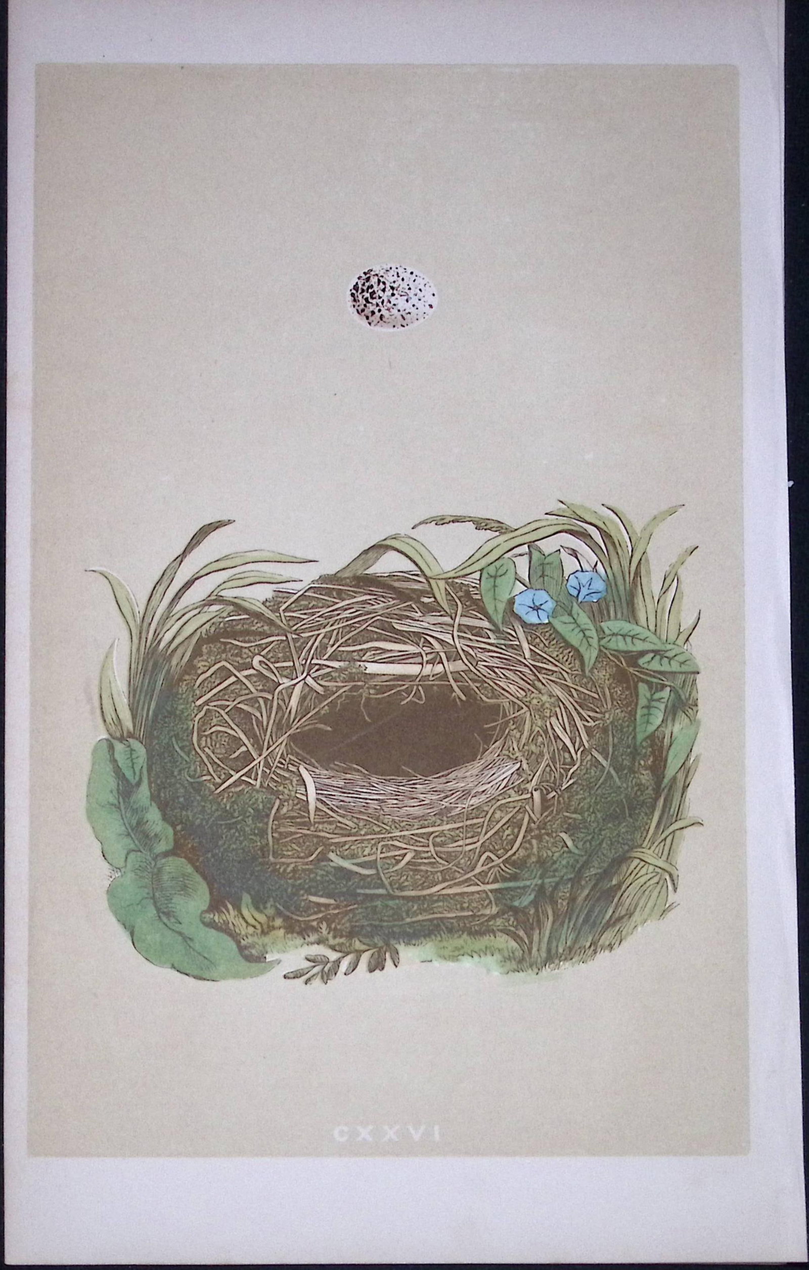 Rev Morris Wood Warbler Bird Nest & Egg Antique Woodblock Engraving-73: Title: Rev Morris Wood Warbler Bird Nest & Egg Antique Woodblock Engraving-73 Description: This Original Antique Colour Engraved Plate Was Removed from a First Edition of. The Rev FO M