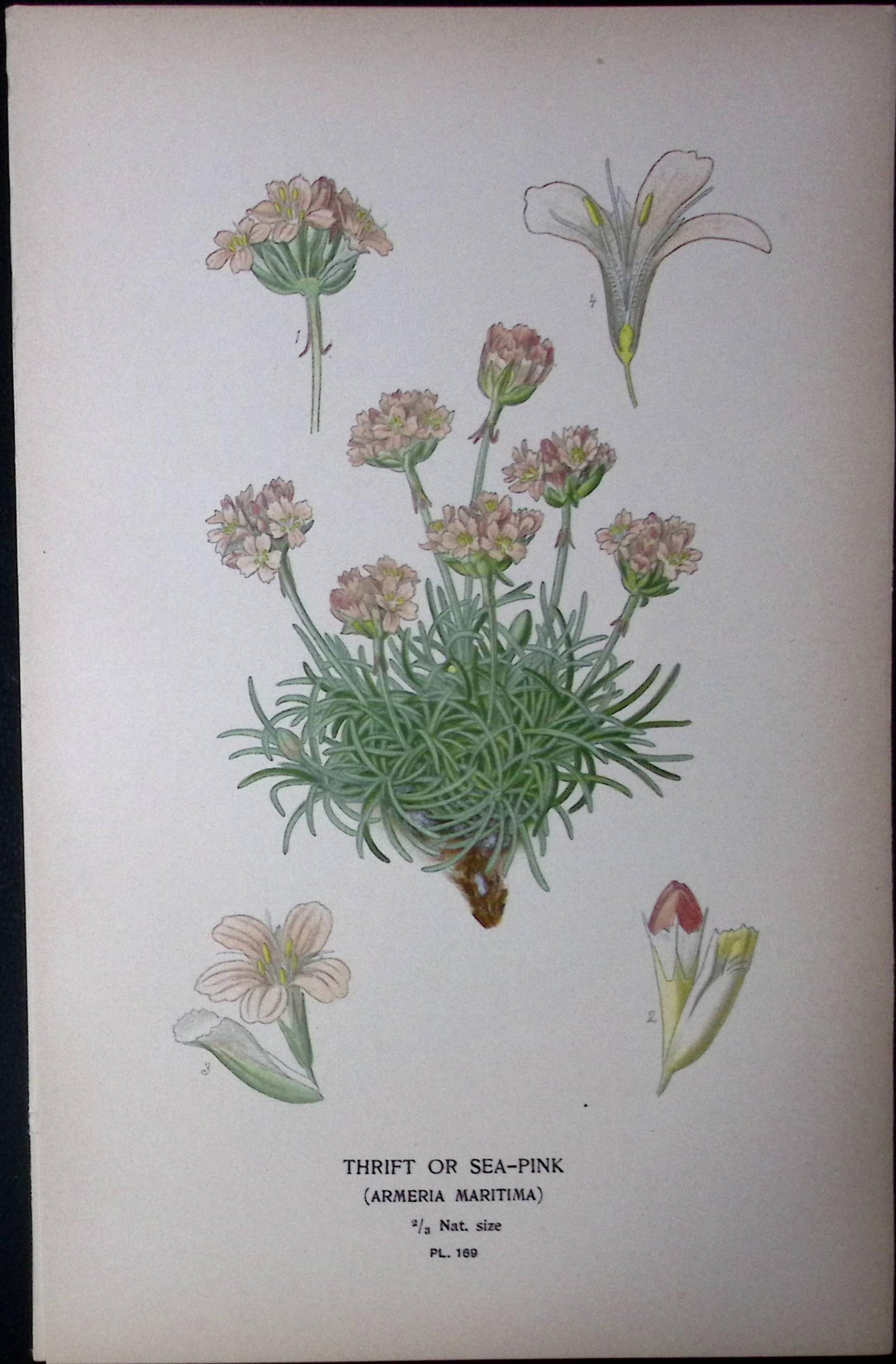 Thrift or Sea-Pink Edward Step Rare Antique Botanical Book Plate-169: Title: Thrift or Sea-Pink Edward Step Rare Antique Botanical Book Plate-169 Description: This Rare Beautiful Chromolithograph Was Removed from a Circa 1897 Antique Edition of. The Favourite Flowers