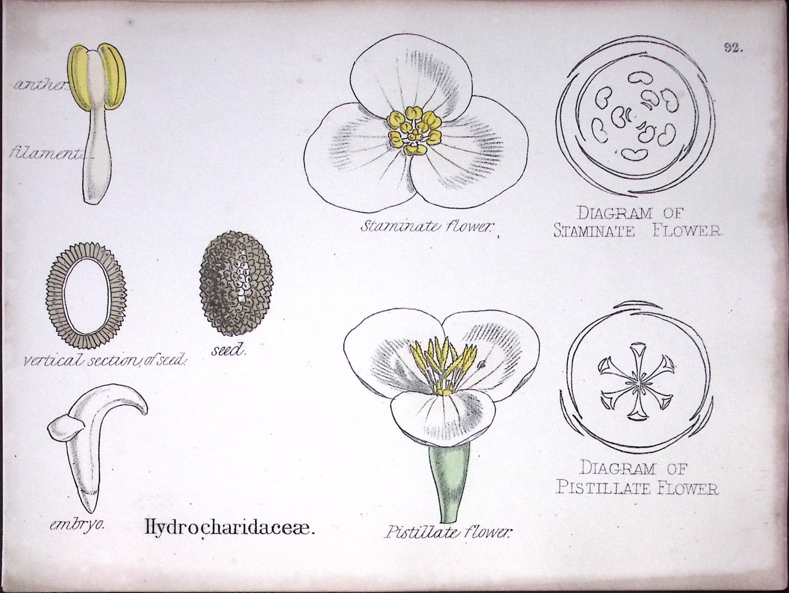 Hydrocharitaceae Botanical Flower Diagram Rare Antique First Edition Illustration-92 (1 of 2)