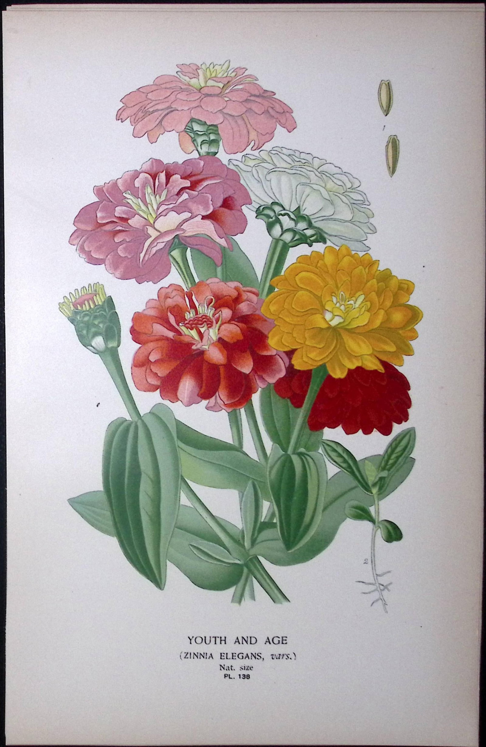 Youth And Age Flower Edward Step Rare Antique Botanical Book Plate-138: Title: Youth And Age Flower Edward Step Rare Antique Botanical Book Plate-138 Description: This Rare Beautiful Chromolithograph Was Removed from a Circa 1897 Antique Edition of. The Favour