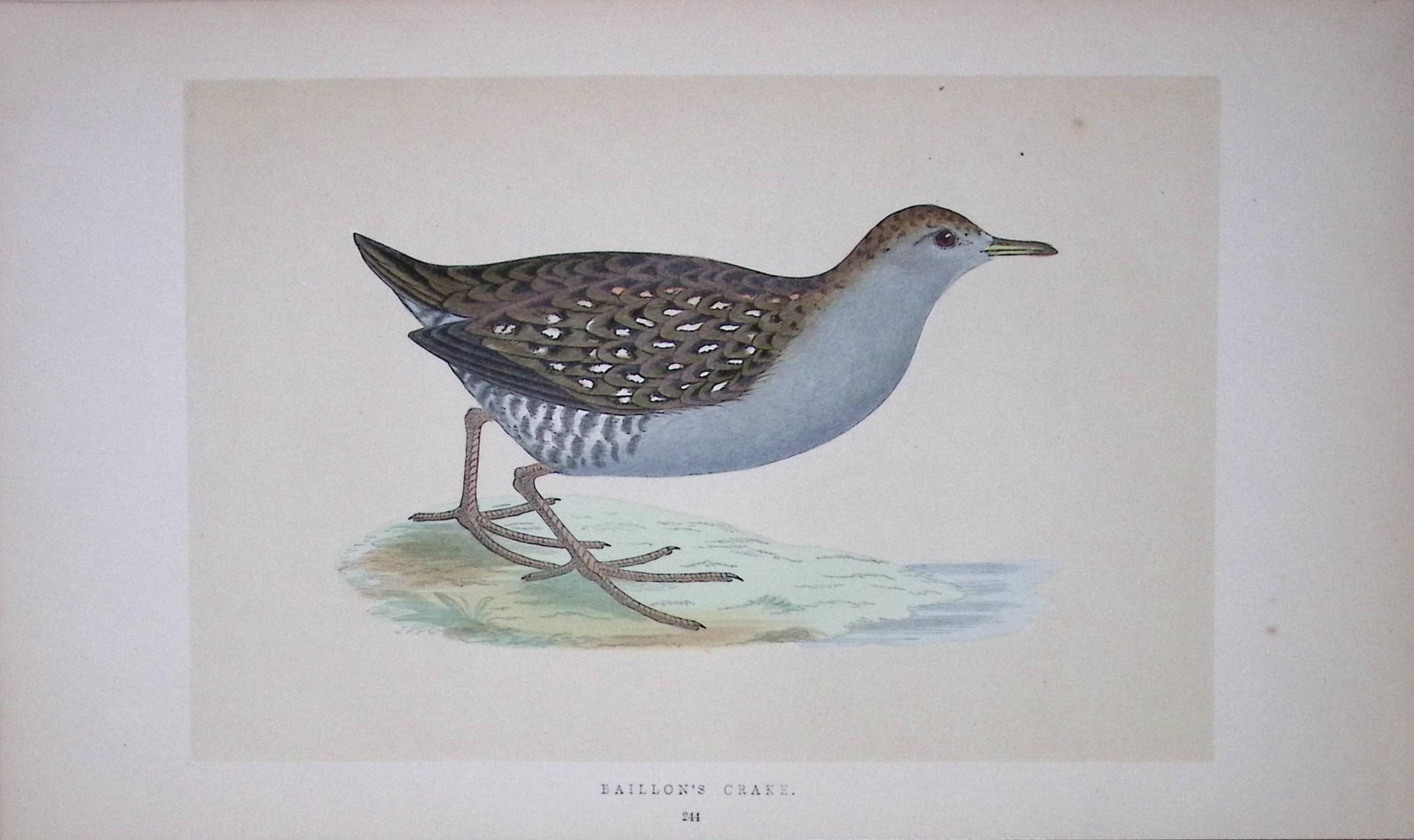 Ballion’s Crake Bird- Rev Morris First Edition Antique Woodblock Engraving-63 (1 of 1)
