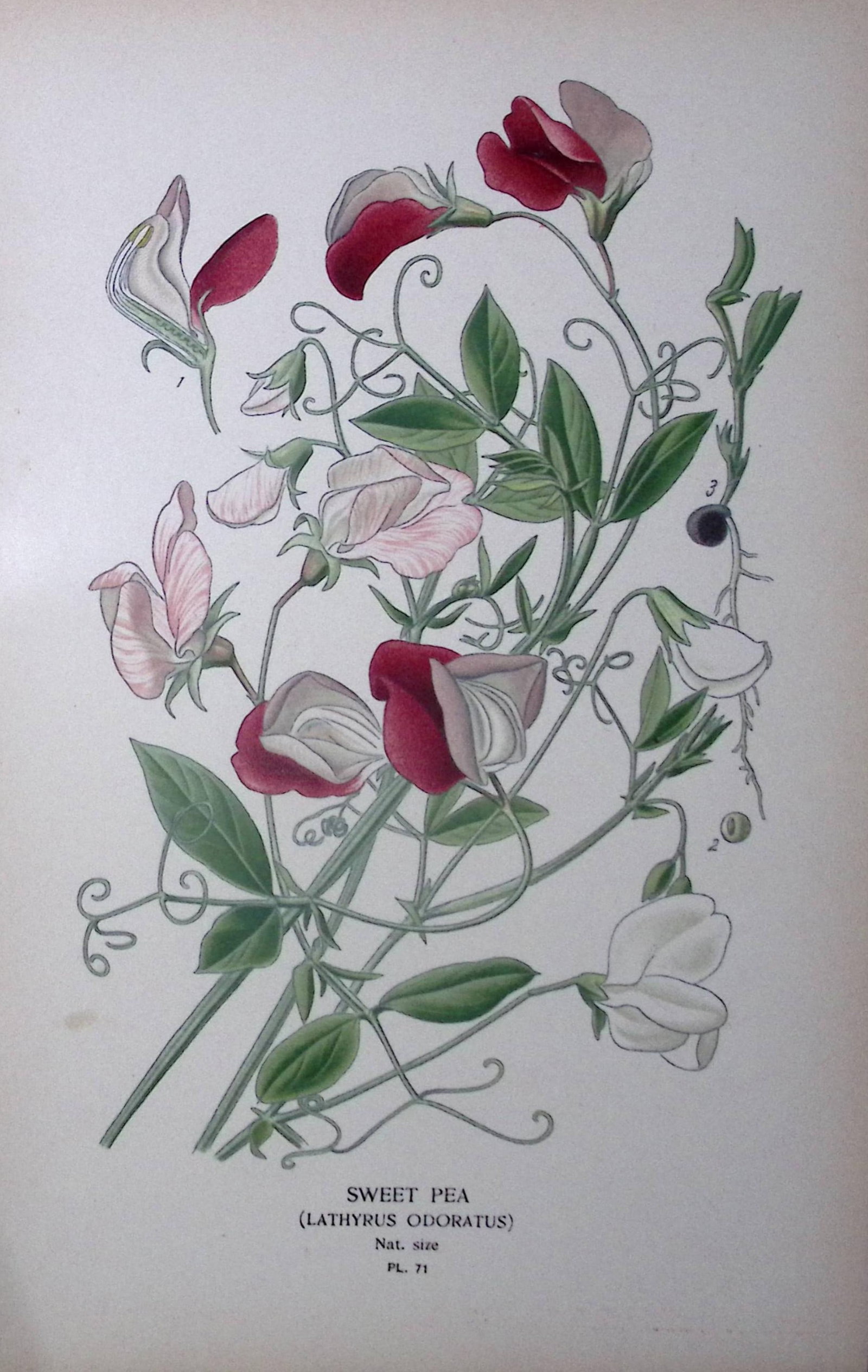 Sweet Pea Edward Step Rare Antique Botanical Book Plate-71: Title: Sweet Pea Edward Step Rare Antique Botanical Book Plate-71 Description: This Rare Beautiful Chromolithograph Was Removed from a Circa 1897 Antique Edition of. The Favourite Flowers of Ga