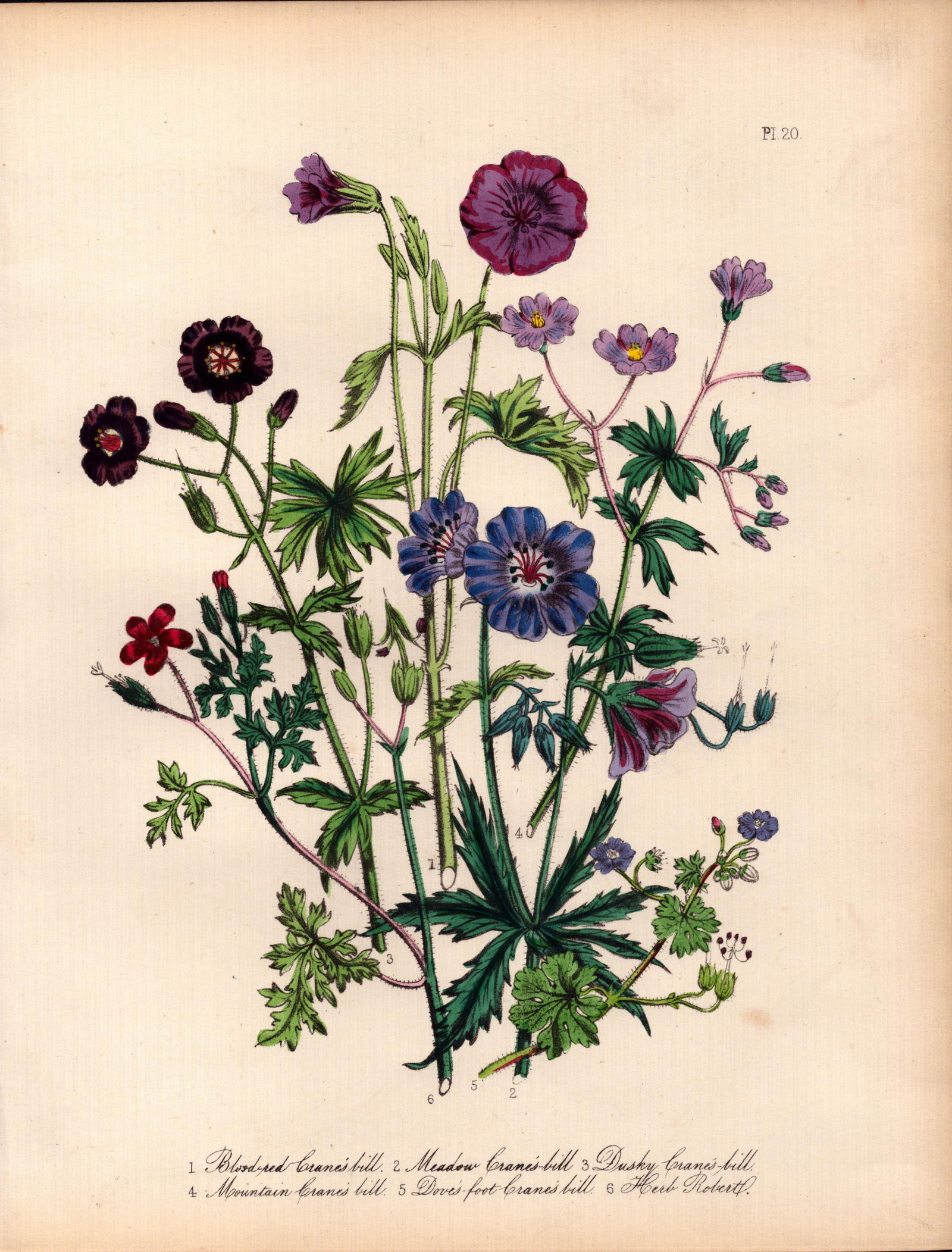 Rare 165-Yr-Old Antique Wildflower Gilt-Edged Illustration Jane Webb Loudon -20.: Title: Rare 165-Yr-Old Antique Wildflower Gilt-Edged Illustration Jane Webb Loudon -20. Description: Rare 165-Yr-Old Antique Wildflower Gilt-Edged Illustration Jane Webb Loudon -20. With Original