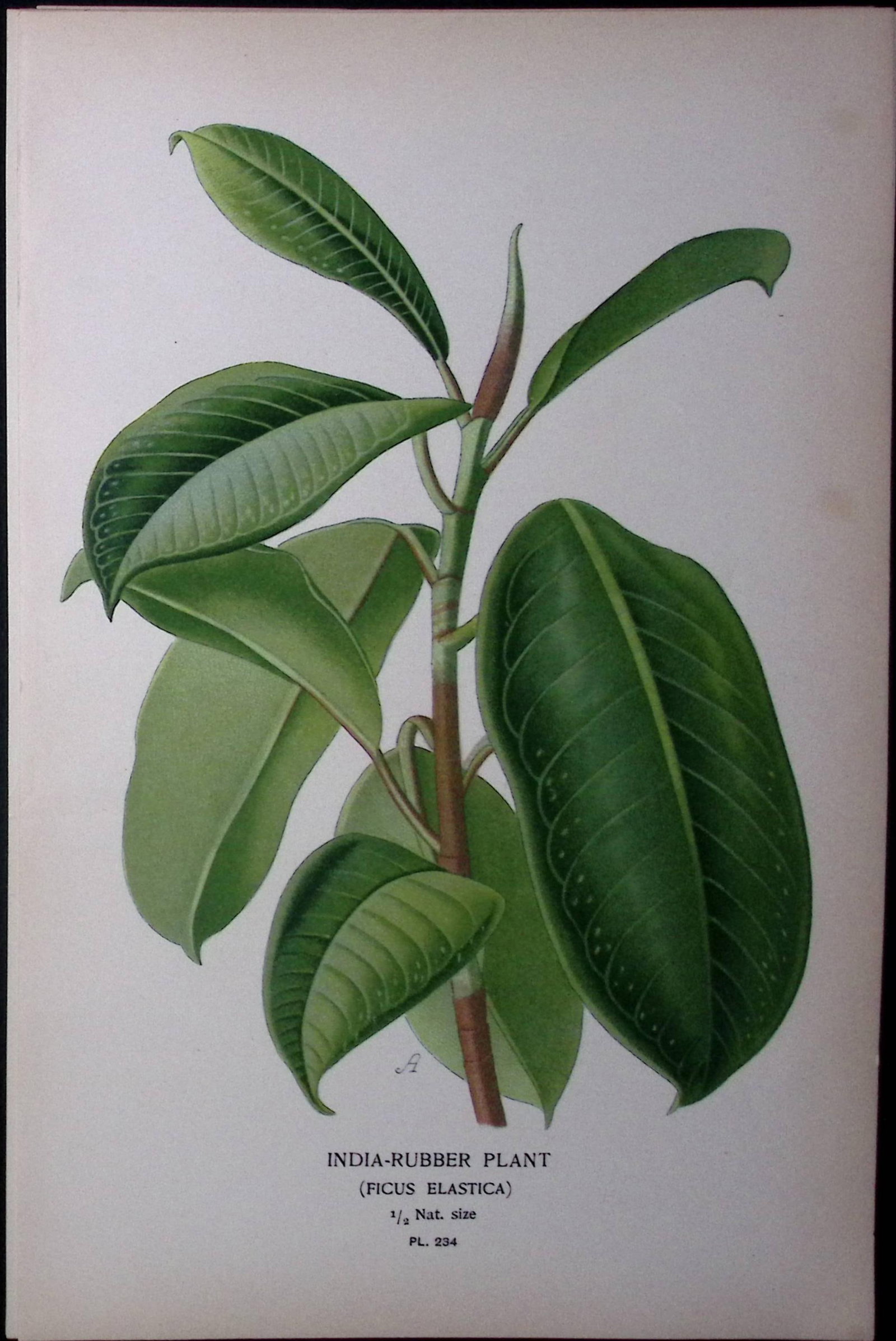 Cindia-Rubber Plant Edward Step Rare Antique Botanical Book Plate-234: Title: Cindia-Rubber Plant Edward Step Rare Antique Botanical Book Plate-234 Description: This Rare Beautiful Chromolithograph Was Removed from a Circa 1897 Antique Edition of. The Favourite Fl