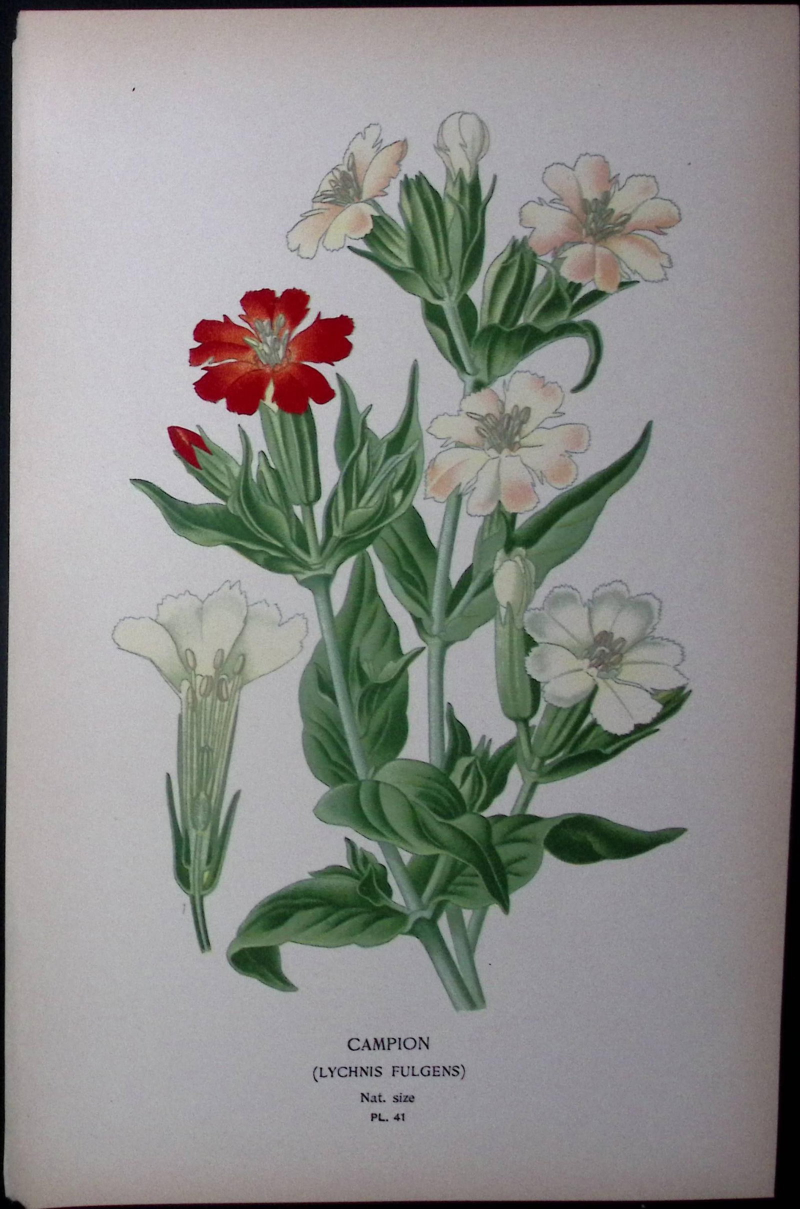 Campion Flower Edward Step Rare Antique Botanical Book Plate-41: Title: Campion Flower Edward Step Rare Antique Botanical Book Plate-41 Description: This Rare Beautiful Chromolithograph Was Removed from a Circa 1897 Antique Edition of. The Favourite Flowers of