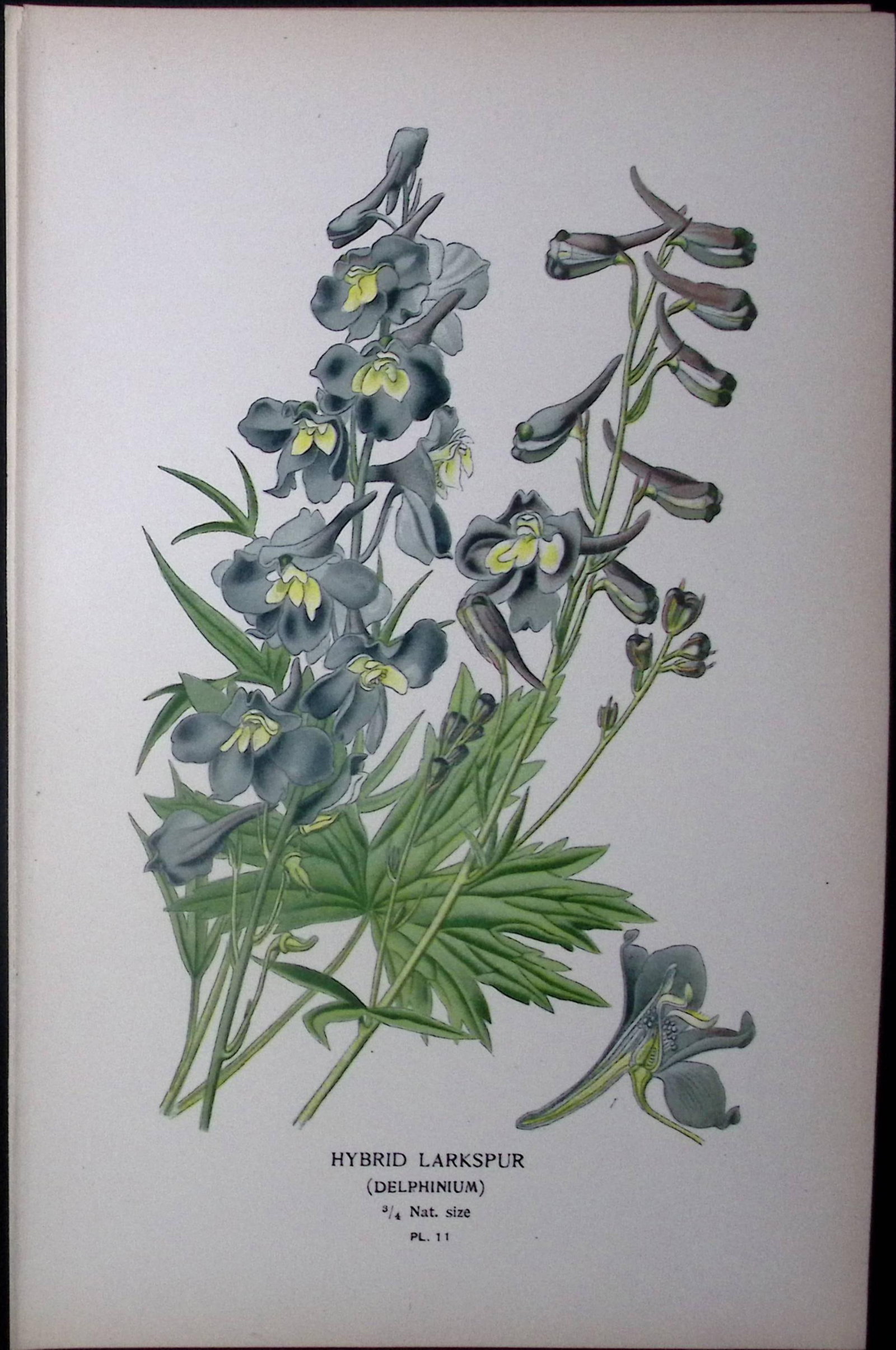 Hybrid Larkspur Edward Step Rare Antique Botanical Book Plate-11: Title: Hybrid Larkspur Edward Step Rare Antique Botanical Book Plate-11 Description: This Rare Beautiful Chromolithograph Was Removed from a Circa 1897 Antique Edition of. The Favourite Flowers of