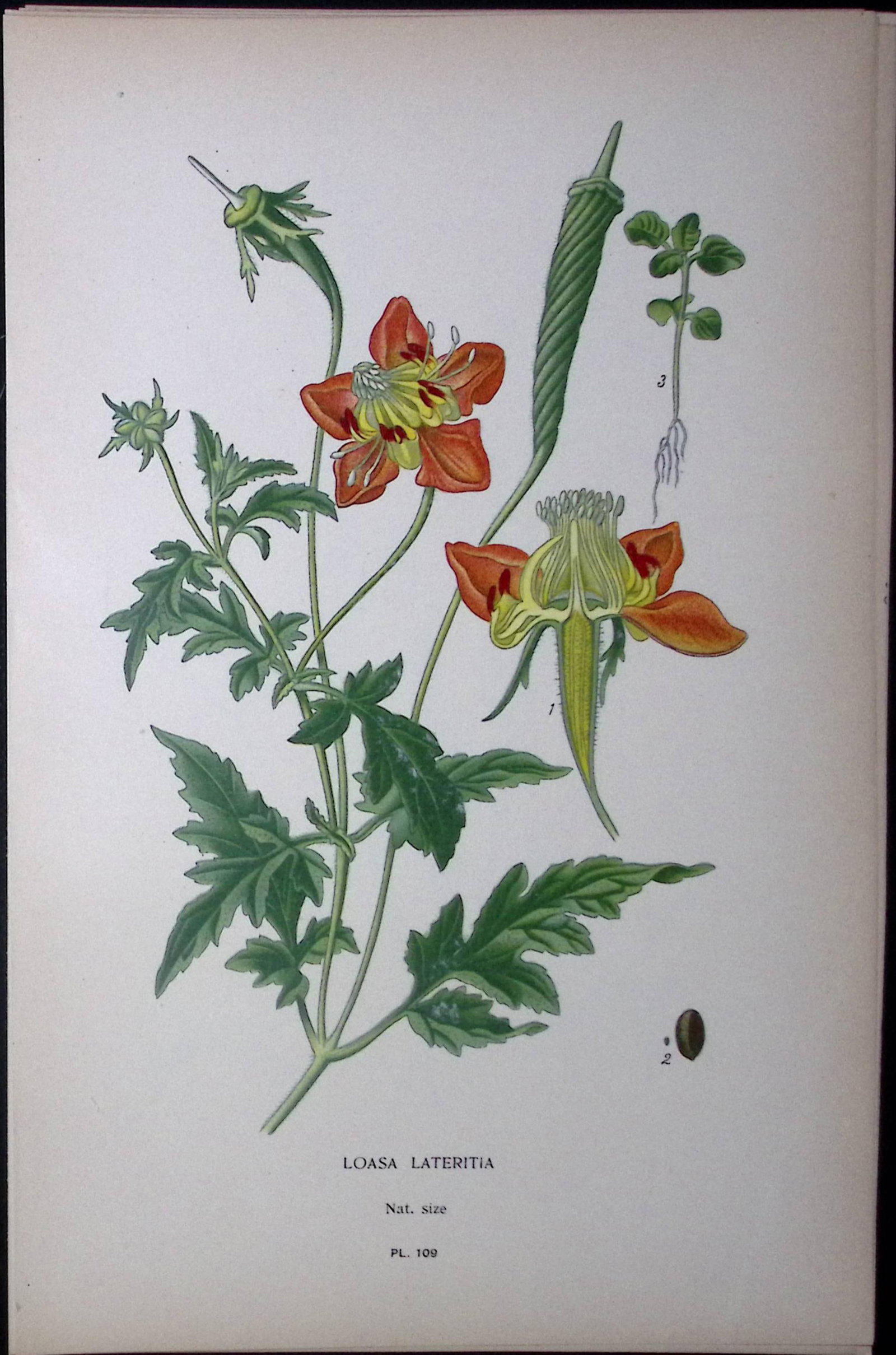 Loasa Latertia Alpine Edward Step Rare Antique Botanical Book Plate-109 (1 of 1)