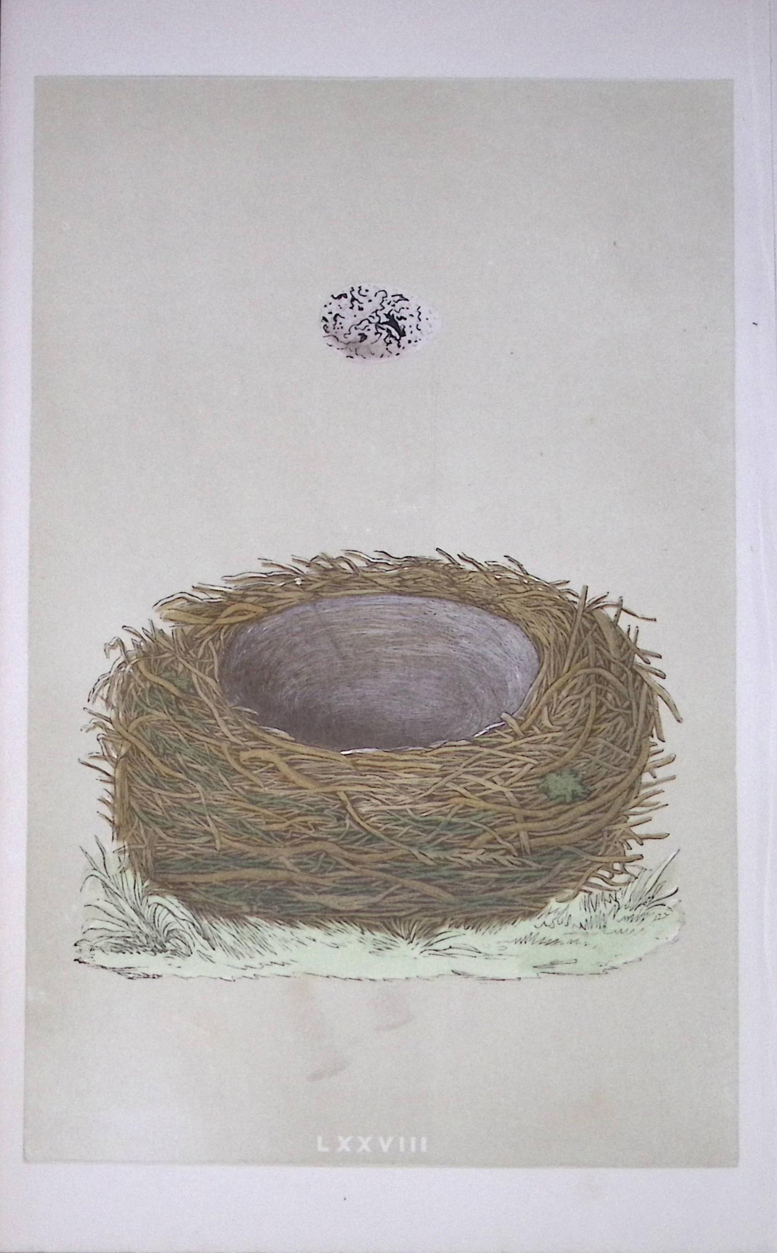 Rev Morris Yellow Hammer Bird Nest & Egg Antique Woodblock Engraving-22: Title: Rev Morris Yellow Hammer Bird Nest & Egg Antique Woodblock Engraving-22 Description: This Original Antique Colour Engraved Plate Was Removed from a First Edition of. The Rev FO Morris