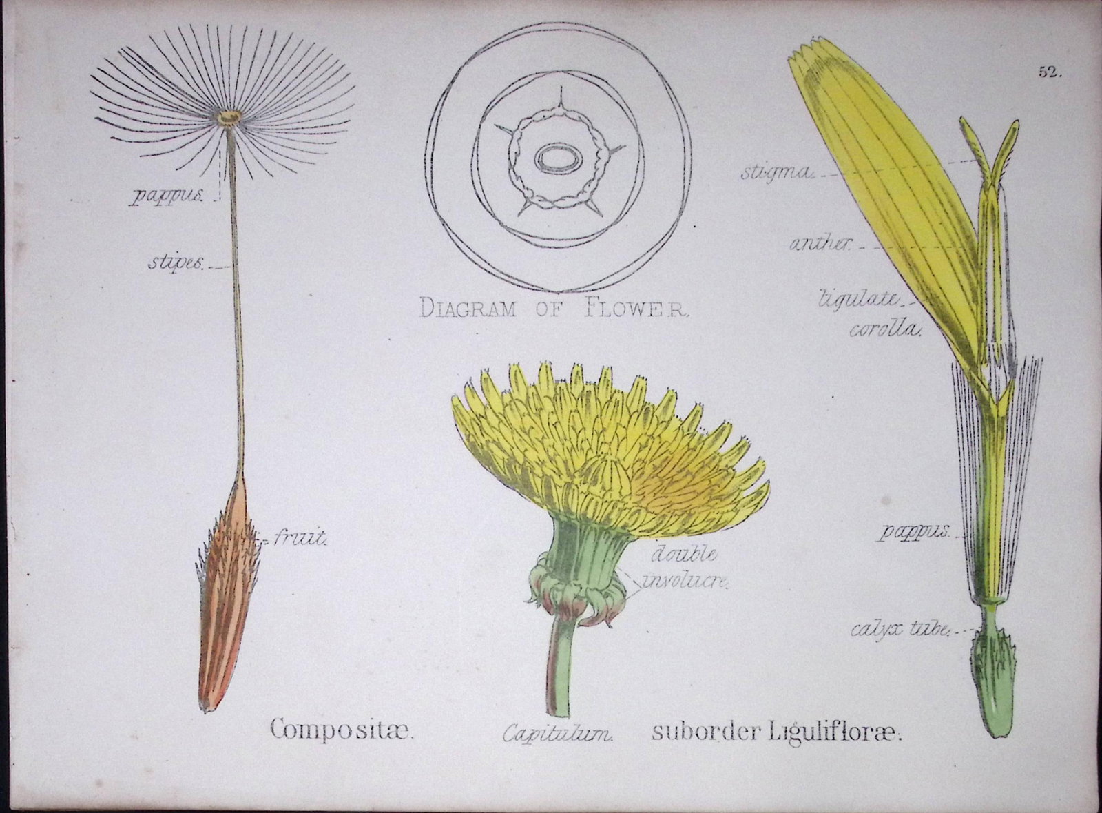 Sunflower Botanical Flower Diagram Rare Antique First Edition Illustration-52 (1 of 2)
