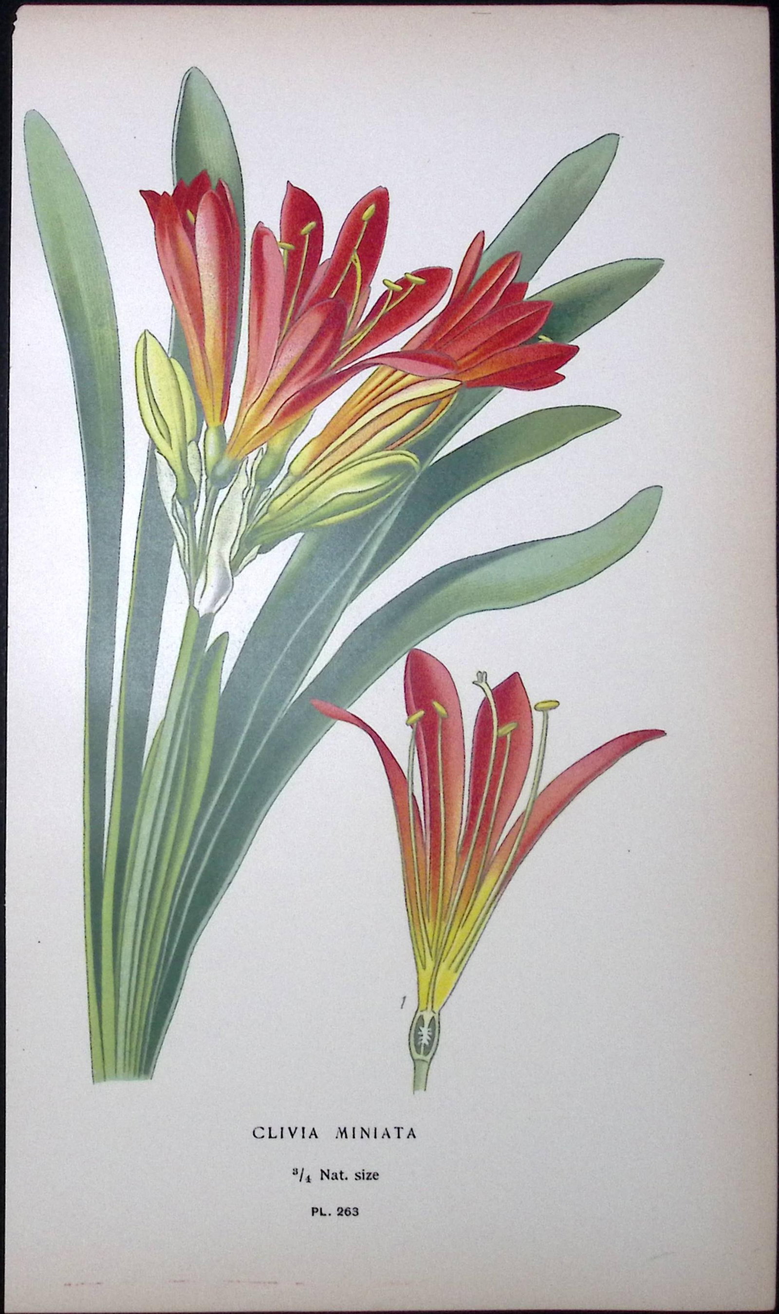 Fire Lily Edward Step Rare Antique Botanical Book Plate-263: Title: Fire Lily Edward Step Rare Antique Botanical Book Plate-263 Description: This Rare Beautiful Chromolithograph Was Removed from a Circa 1897 Antique Edition of. The Favourite Flowers