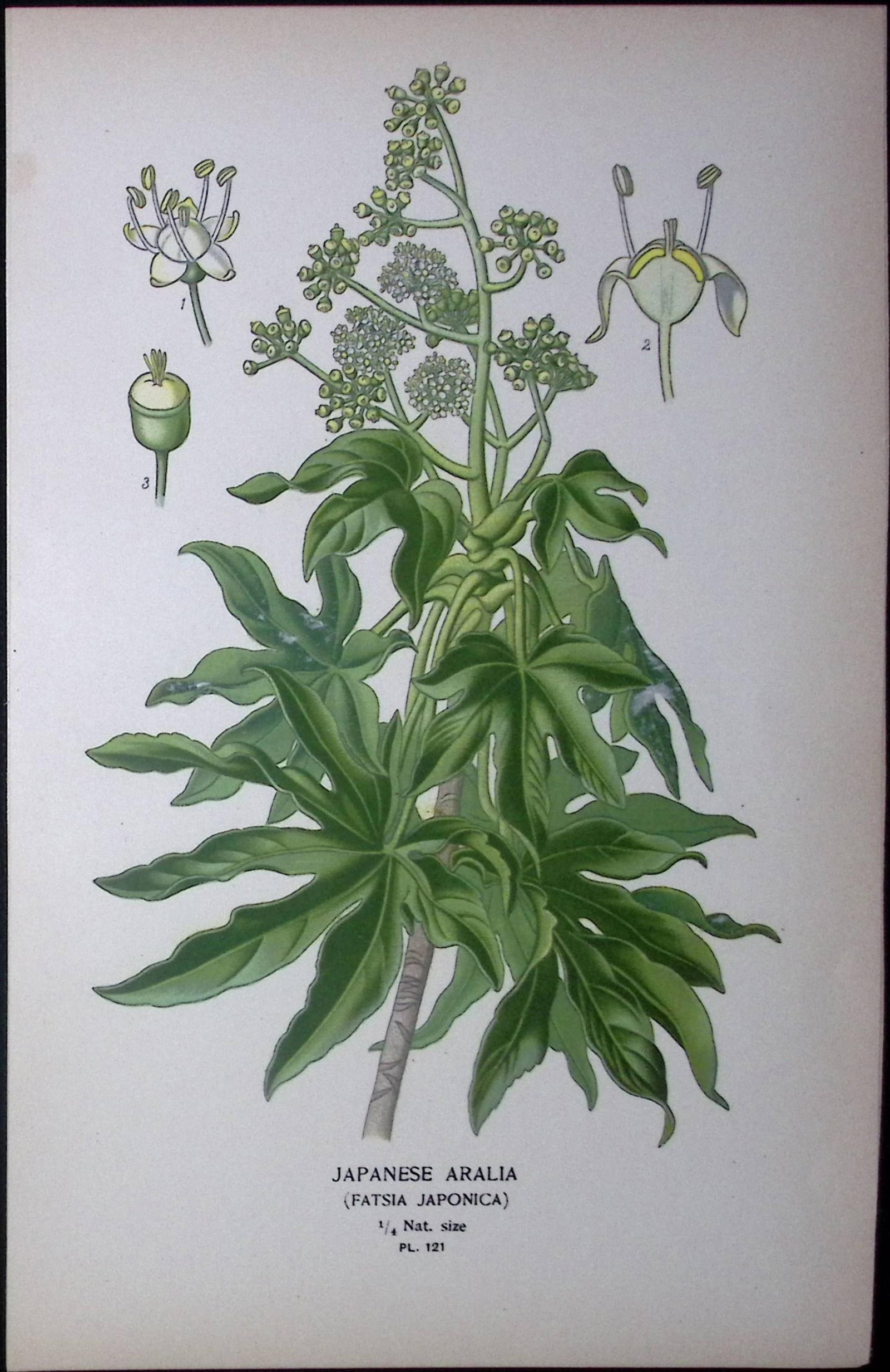 Japanese Spirea Flower Edward Step Rare Antique Botanical Book Plate-92: Title: Japanese Spirea Flower Edward Step Rare Antique Botanical Book Plate-92 Description: This Rare Beautiful Chromolithograph Was Removed from a Circa 1897 Antique Edition of. The Favou