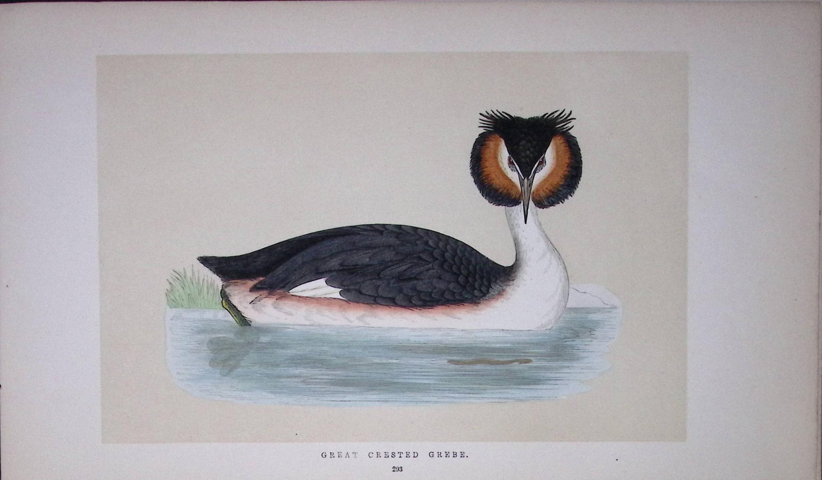 Great Crested Grebe Bird- Rev Morris First Edition Antique Woodblock Engraving-103 (1 of 1)