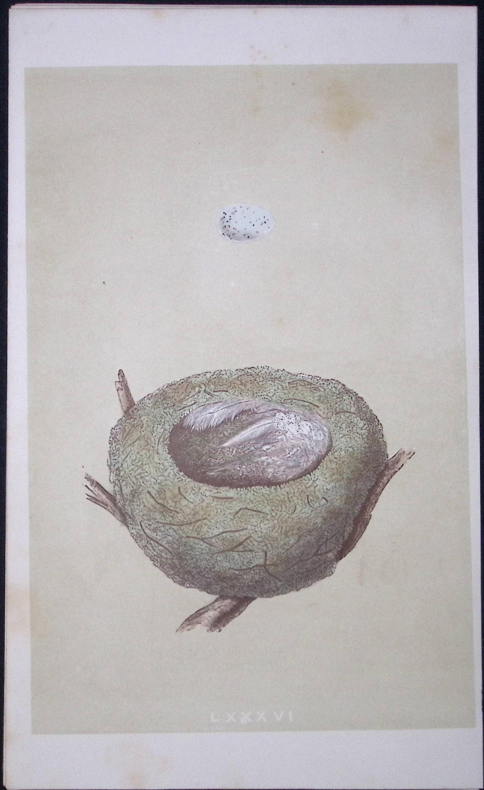 Rev Morris Goldfinch Bird Nest & Egg Antique Woodblock Engraving-5: Title: Rev Morris Goldfinch Bird Nest & Egg Antique Woodblock Engraving-5 Description: This Original Antique Colour Engraved Plate Was Removed from a First Edition of. The Rev FO Morris Natural