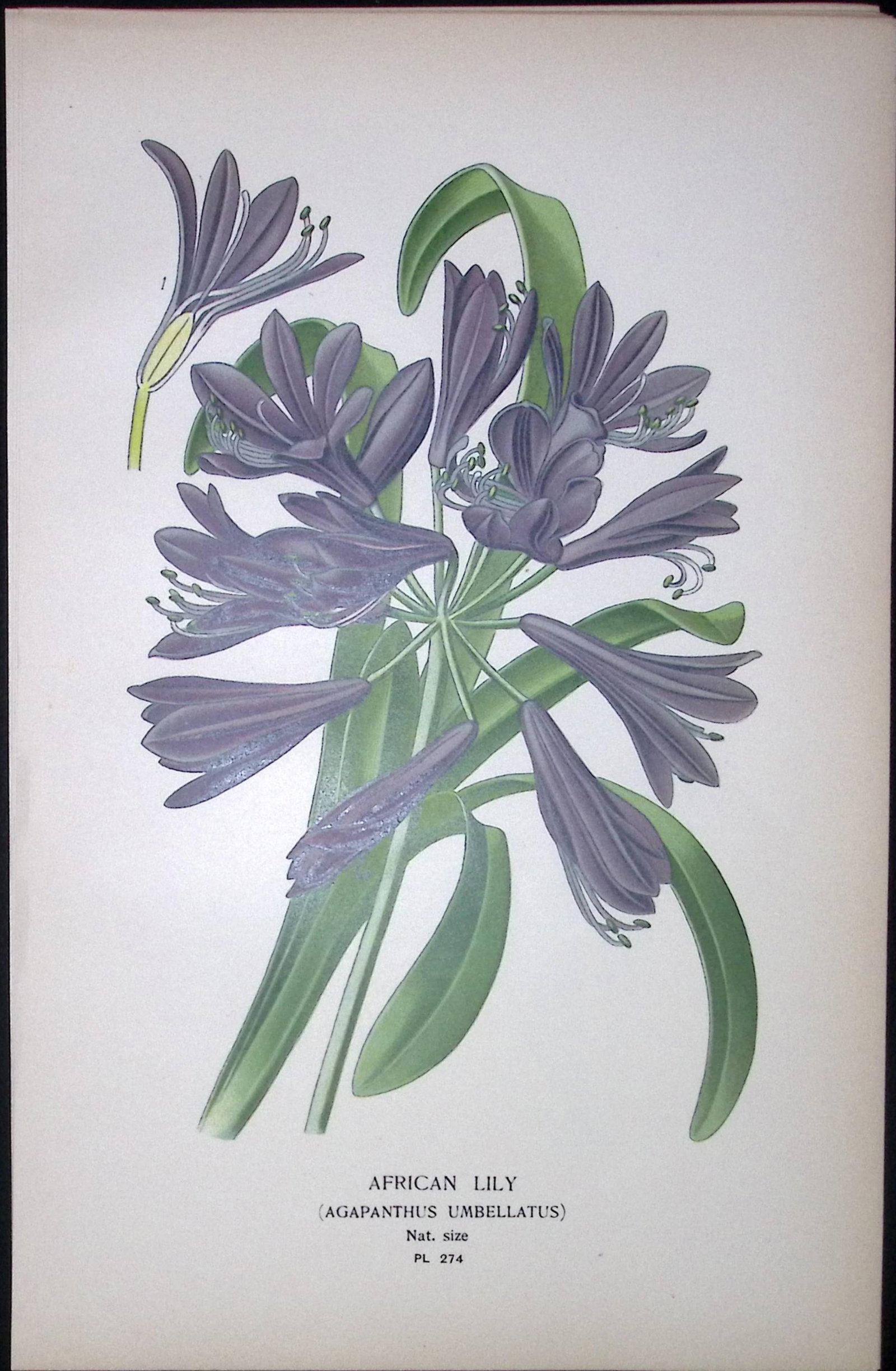 African Lily Edward Step Rare Antique Botanical Book Plate-274: Title: African Lily Edward Step Rare Antique Botanical Book Plate-274 Description: This Rare Beautiful Chromolithograph Was Removed from a Circa 1897 Antique Edition of. The Favourite Flowers of