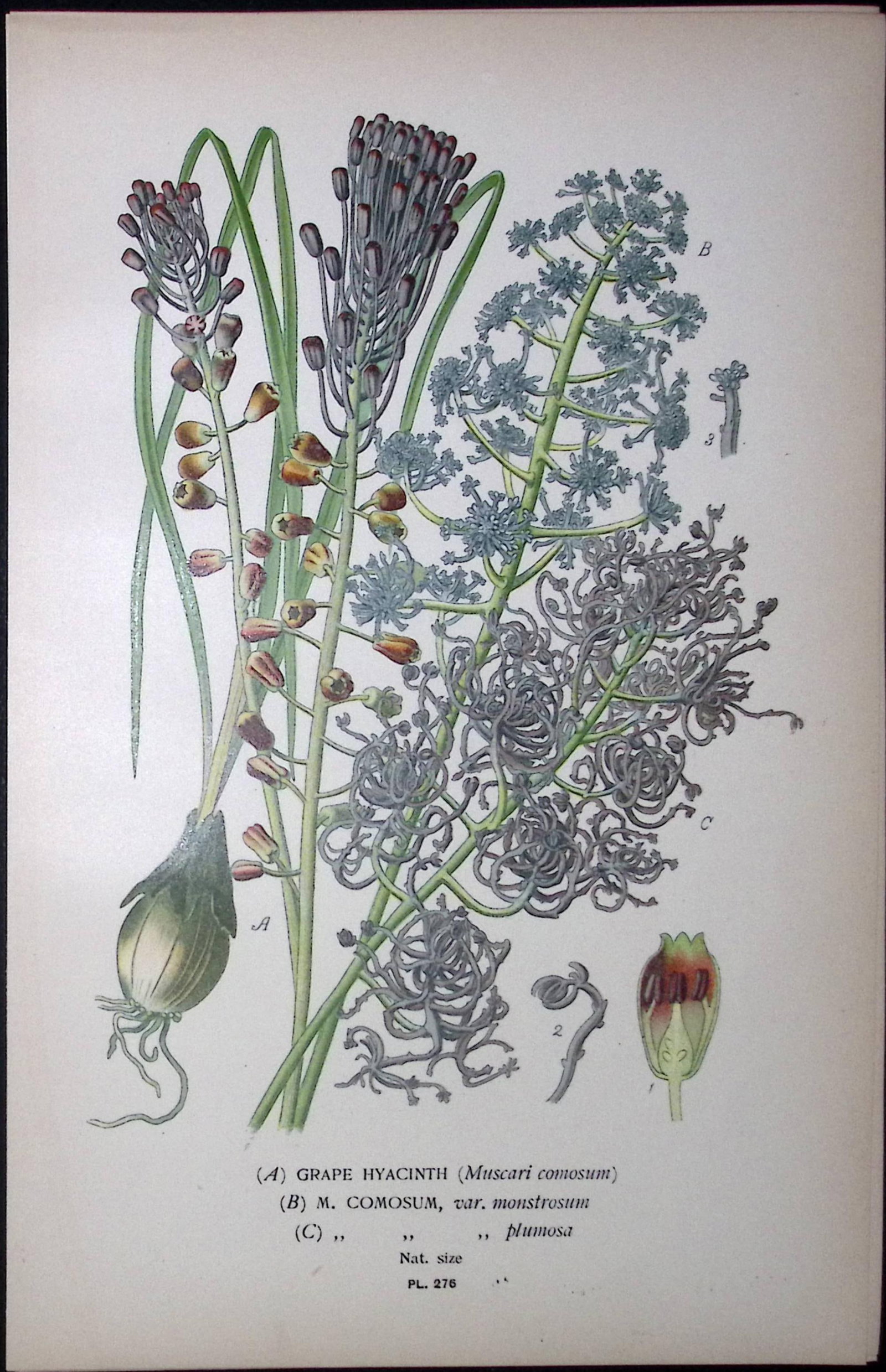 Grape Hyacinth Edward Step Rare Antique Botanical Book Plate-276: Title: Grape Hyacinth Edward Step Rare Antique Botanical Book Plate-276 Description: This Rare Beautiful Chromolithograph Was Removed from a Circa 1897 Antique Edition of. The Favourite Flowers of