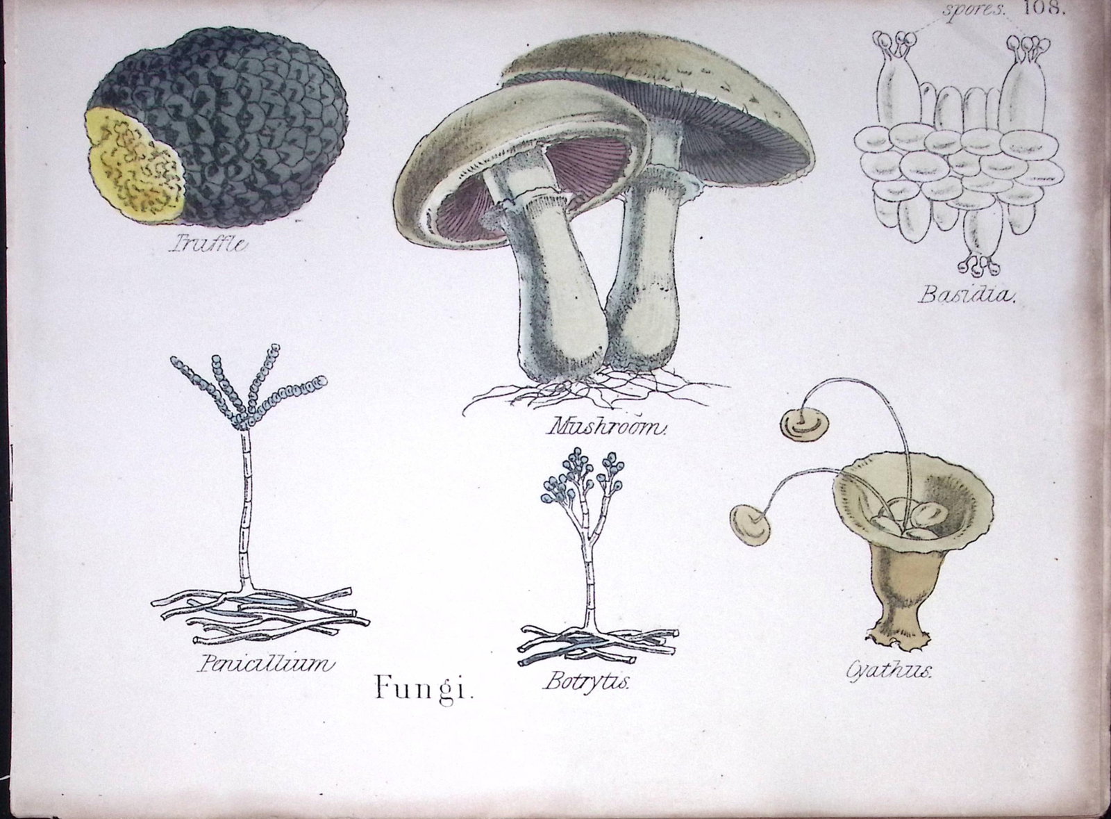 Fungi Truffle, Mushroom, Botanical Flower Diagram Rare Antique First Edition Illustration-108 (1 of 2)