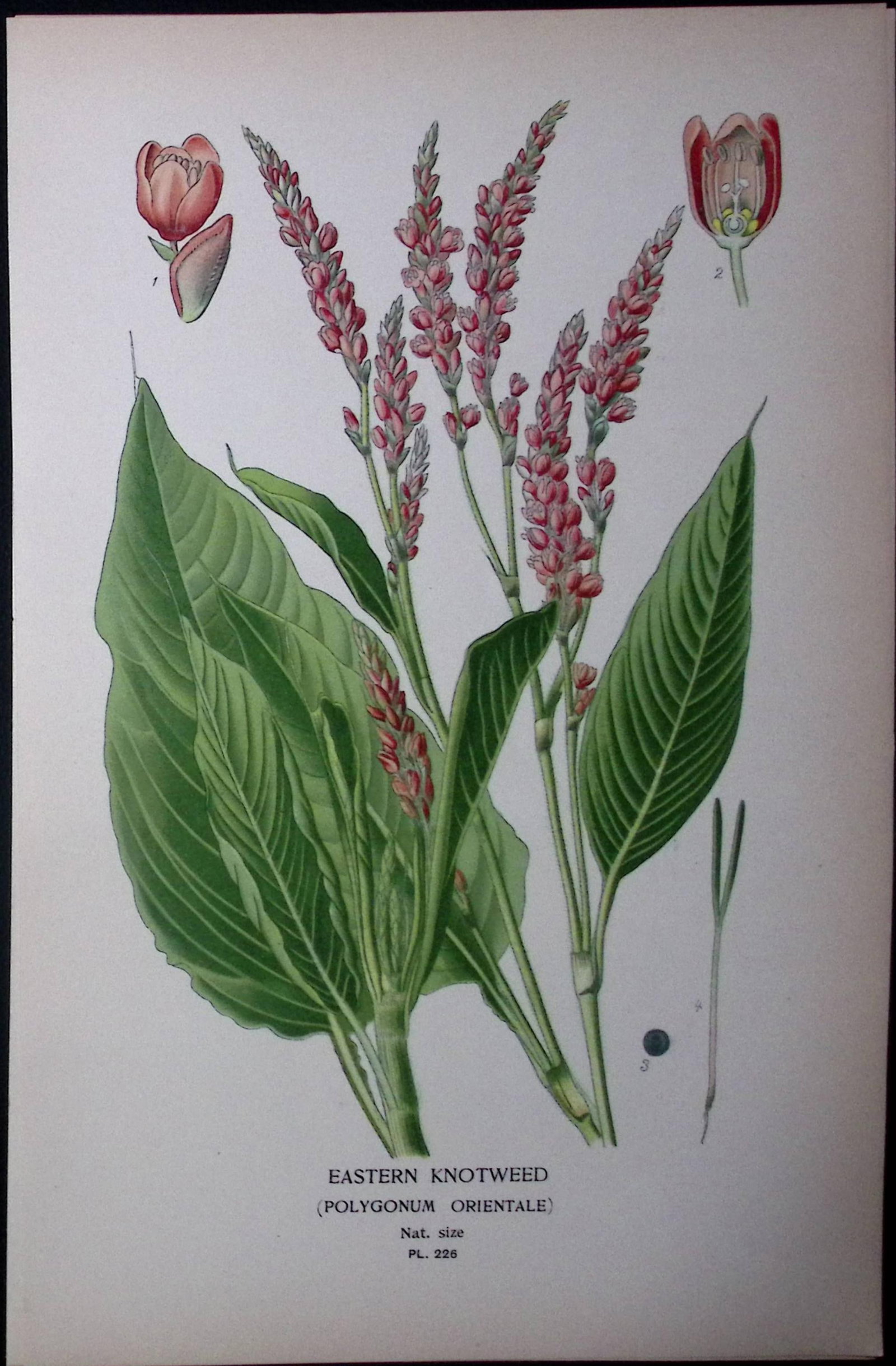 Eastern Knotweed Edward Step Rare Antique Botanical Book Plate-226: Title: Eastern Knotweed Edward Step Rare Antique Botanical Book Plate-226 Description: This Rare Beautiful Chromolithograph Was Removed from a Circa 1897 Antique Edition of. The Favourite Flowers of
