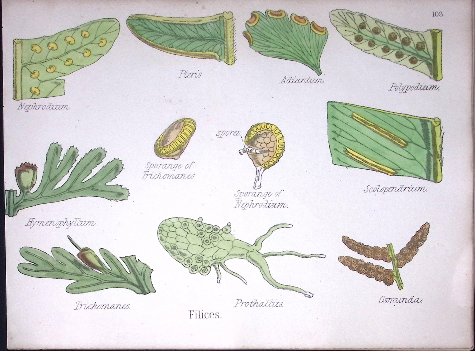 The Fern Family Botanical Flower Diagram Rare Antique First Edition Illustration-103 (1 of 2)