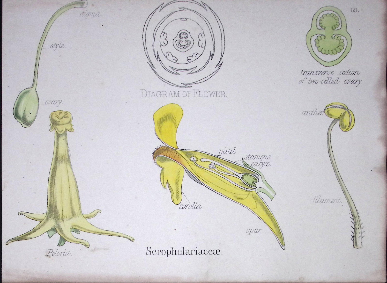 Figworts Botanical Flower Diagram Rare Antique First Edition Illustration-66 (1 of 2)