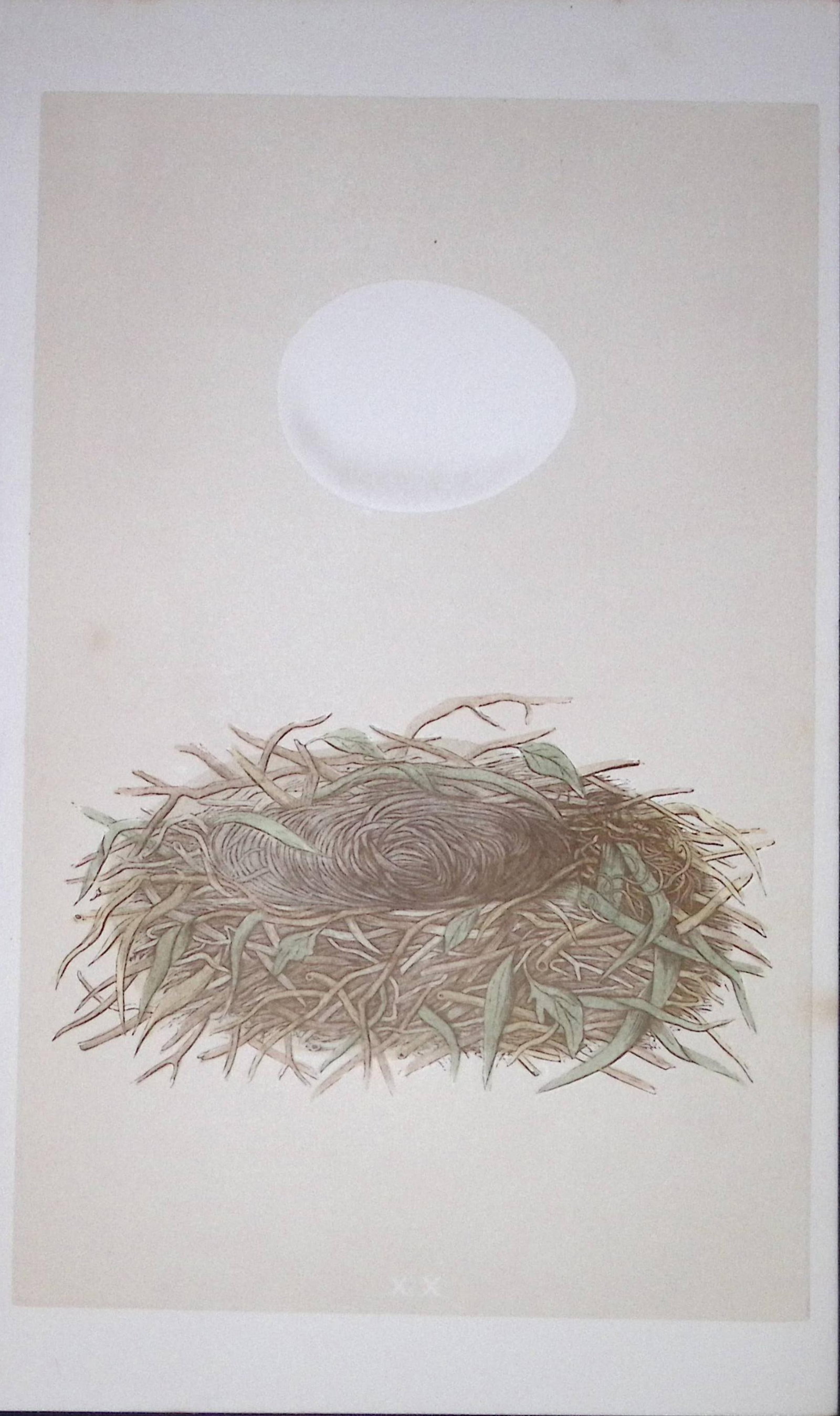 Rev Morris Marsh Warbler Bird Nest & Egg Antique Woodblock Engraving-2 (1 of 2)