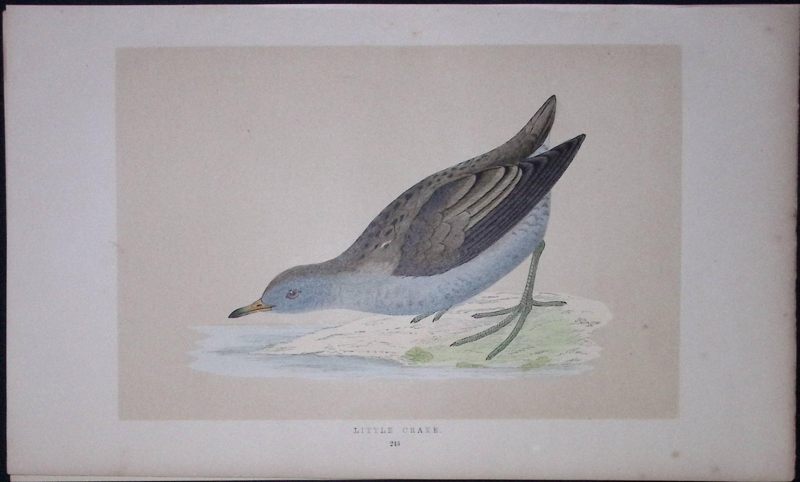 Little Crake Bird- Rev Morris First Edition Antique Woodblock Engraving-62: Title: Little Crake Bird- Rev Morris First Edition Antique Woodblock Engraving-62 Description: This Chromolithographic Woodblock Engraving Has Been Removed from a First Antique Edition of. Rev F O