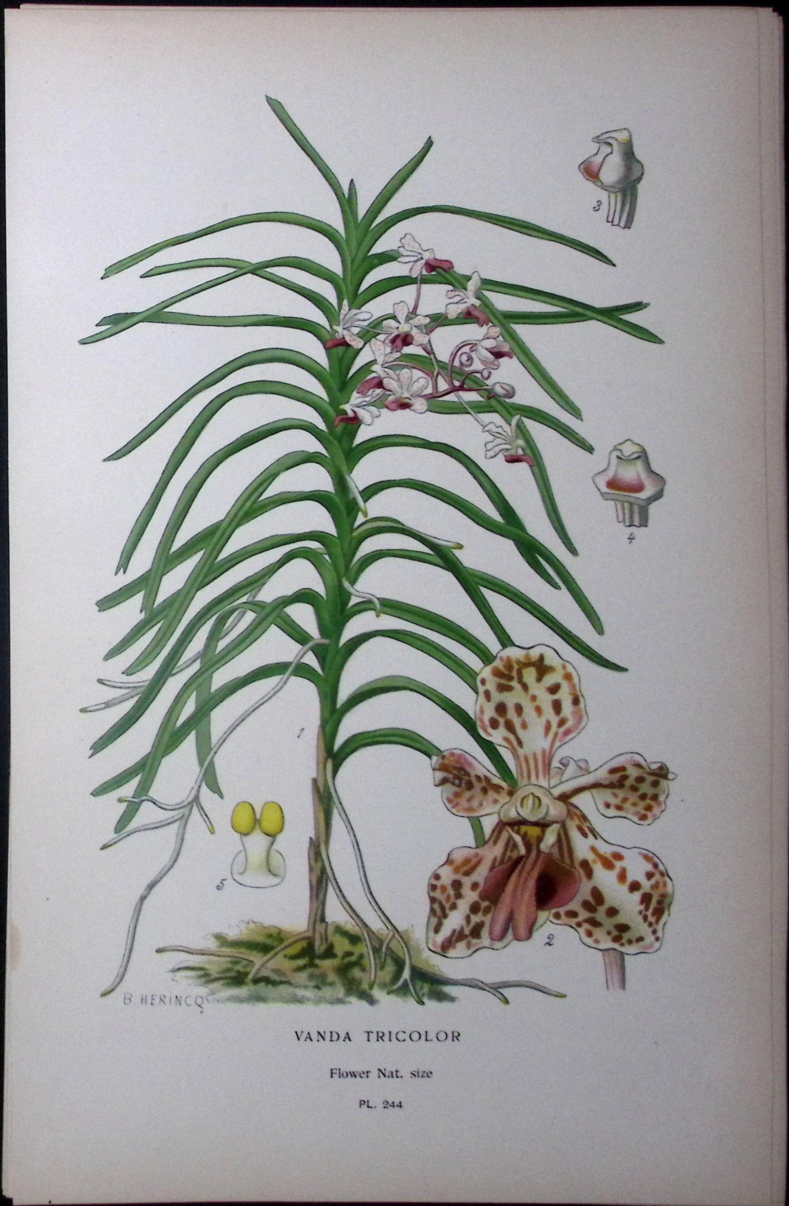 Vana Tricolour Orchid Edward Step Rare Antique Botanical Book Plate-244: Title: Vana Tricolour Orchid Edward Step Rare Antique Botanical Book Plate-244 Description: This Rare Beautiful Chromolithograph Was Removed from a Circa 1897 Antique Edition of. The Favou