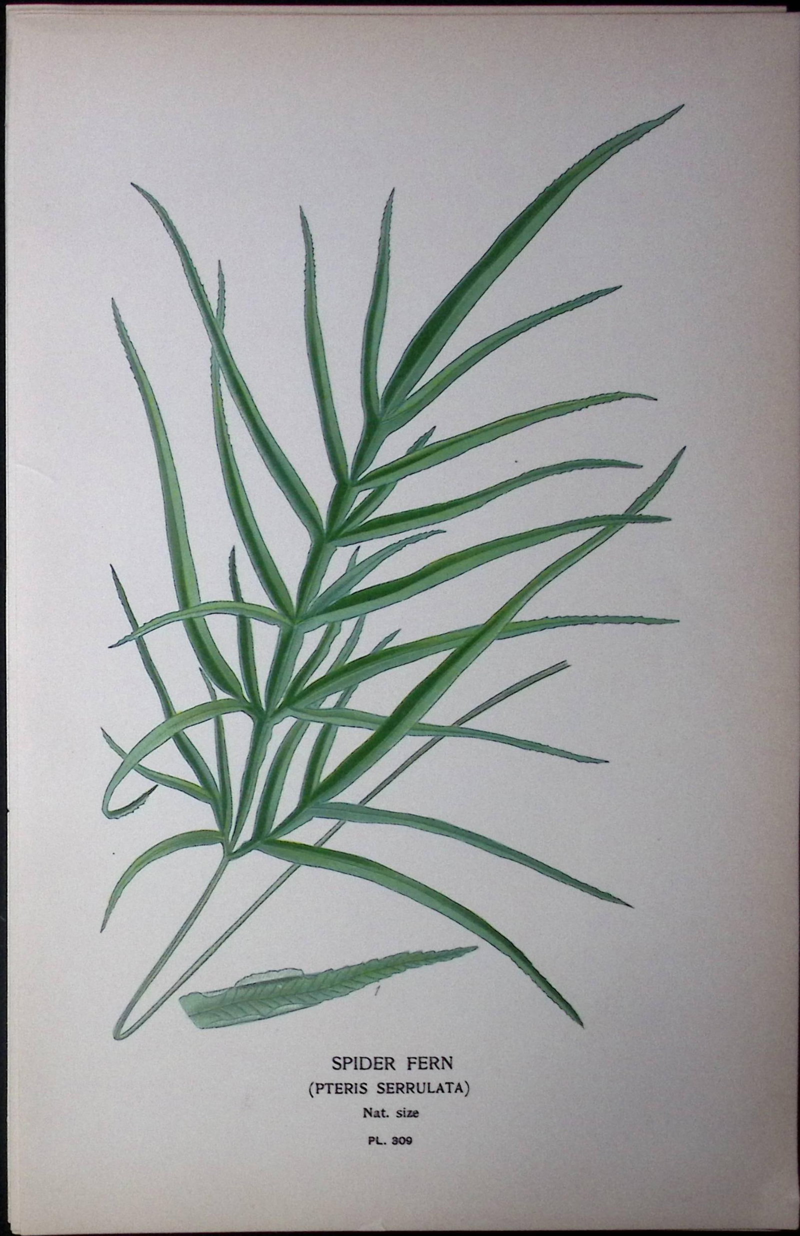 Spider Fern Edward Step Rare Antique Botanical Book Plate-309: Title: Spider Fern Edward Step Rare Antique Botanical Book Plate-309 Description: This Rare Beautiful Chromolithograph Was Removed from a Circa 1897 Antique Edition of. The Favourite Flowers of