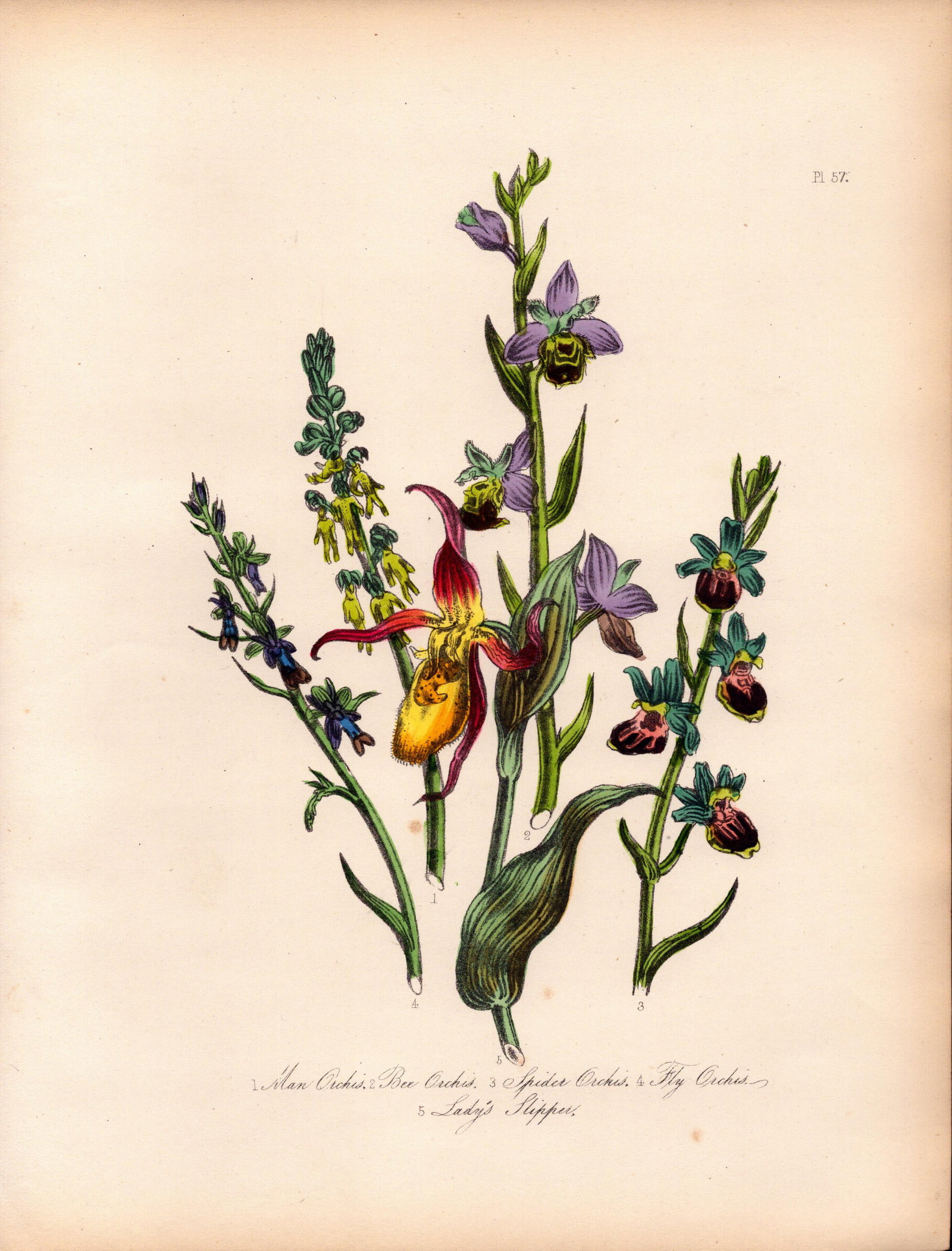 Rare 165-Yr-Old Antique Wildflower Gilt-Edged Illustration Jane Webb Loudon-57. (1 of 2)