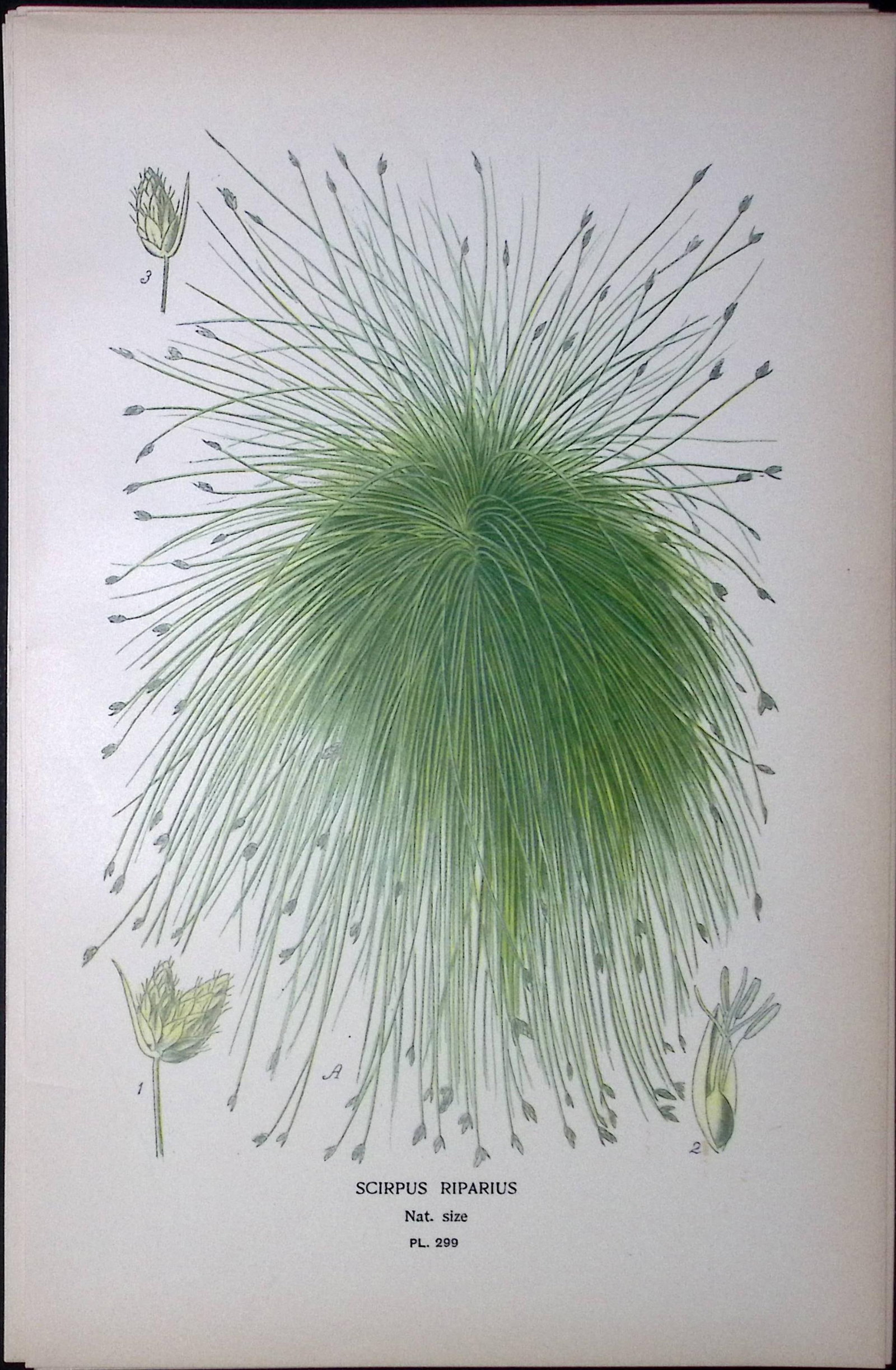 California Bulrush Edward Step Rare Antique Botanical Book Plate-299: Title: California Bulrush Edward Step Rare Antique Botanical Book Plate-299 Description: This Rare Beautiful Chromolithograph Was Removed from a Circa 1897 Antique Edition of. The Favourite Flowers