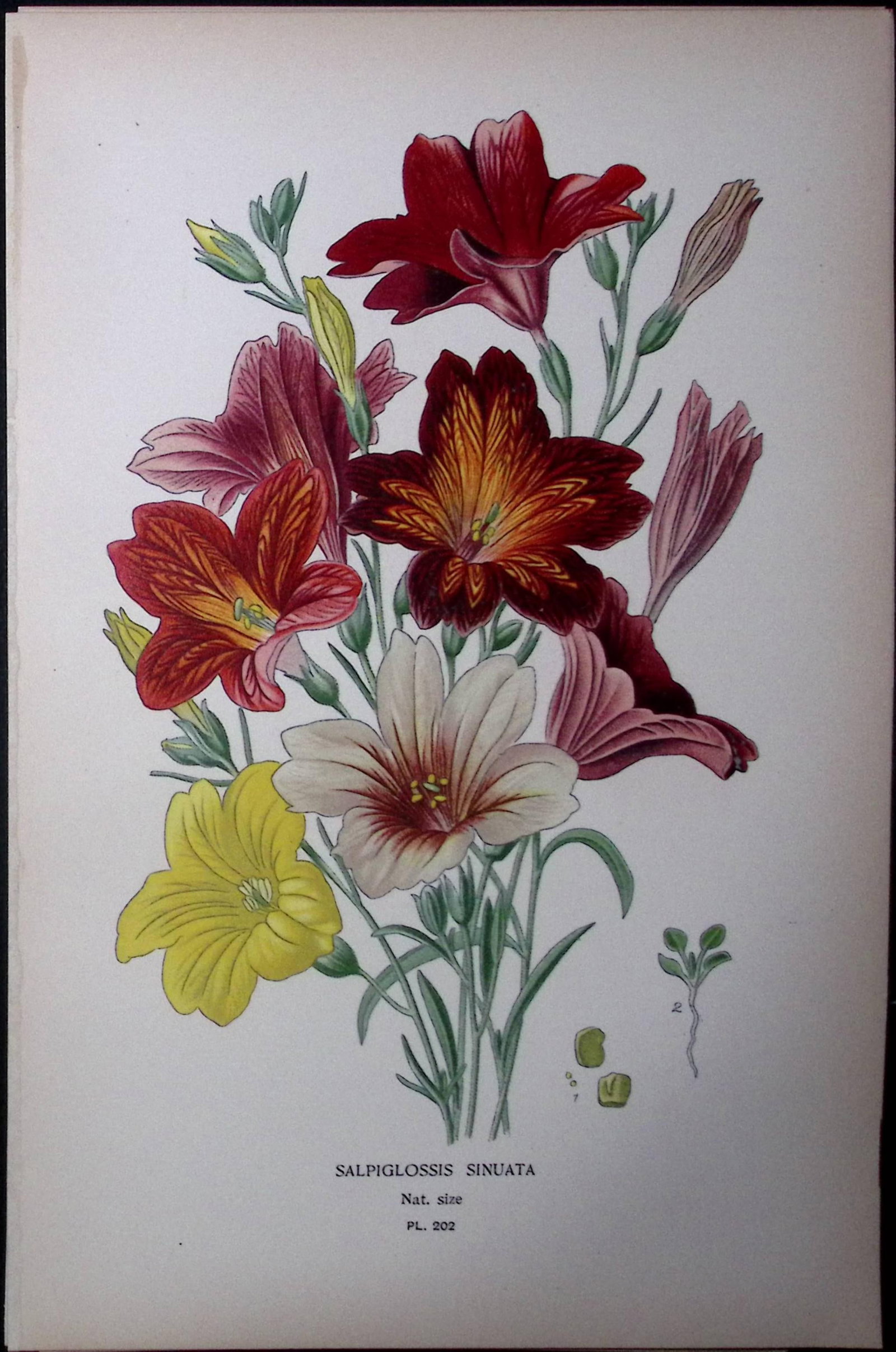 Painted Tongue Flower Edward Step Rare Antique Botanical Book Plate-202: Title: Painted Tongue Flower Edward Step Rare Antique Botanical Book Plate-202 Description: This Rare Beautiful Chromolithograph Was Removed from a Circa 1897 Antique Edition of. The Favourite