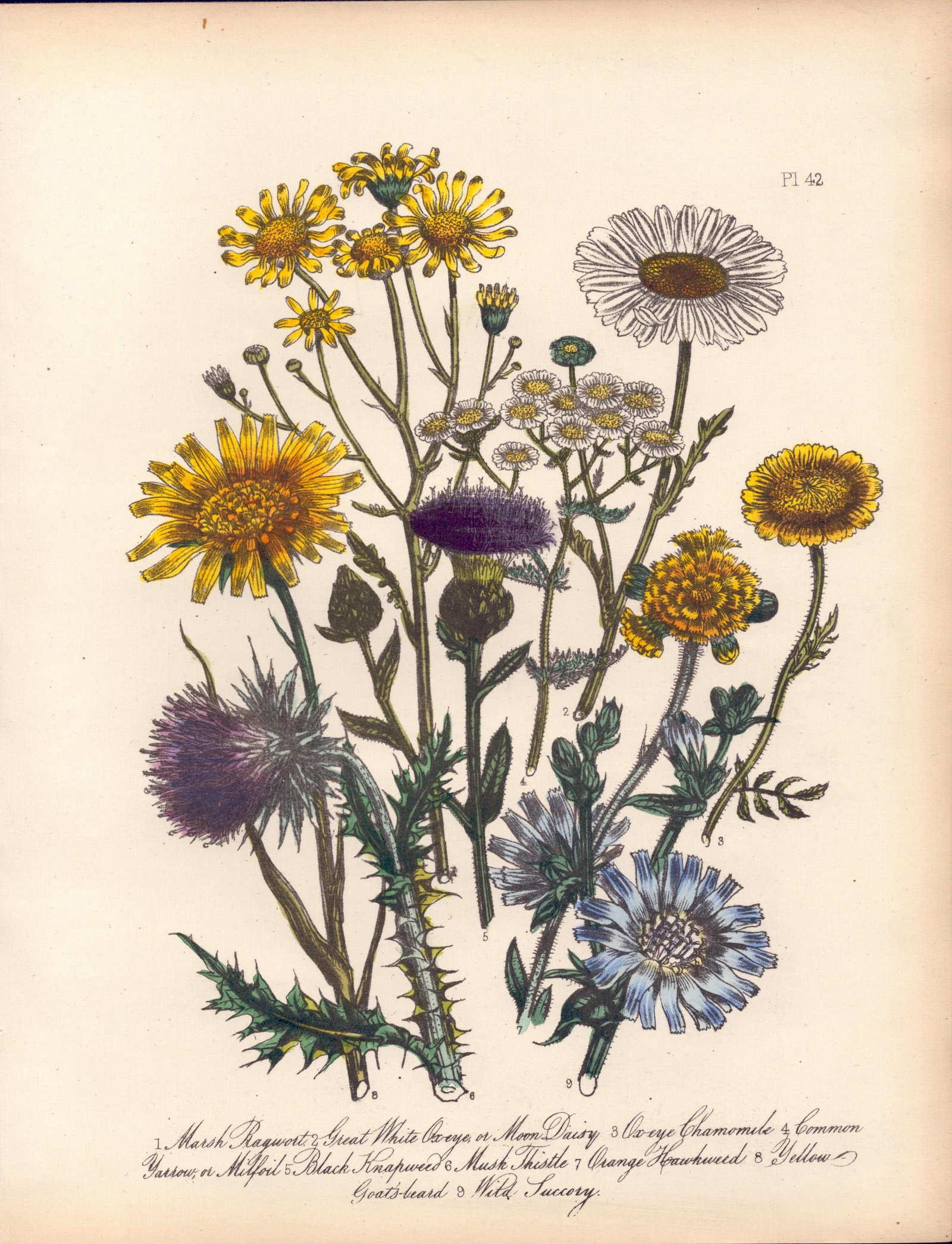 Rare 165-Yr-Old Antique Wildflower Gilt-Edged Illustration Jane Webb Loudon-42. (1 of 2)