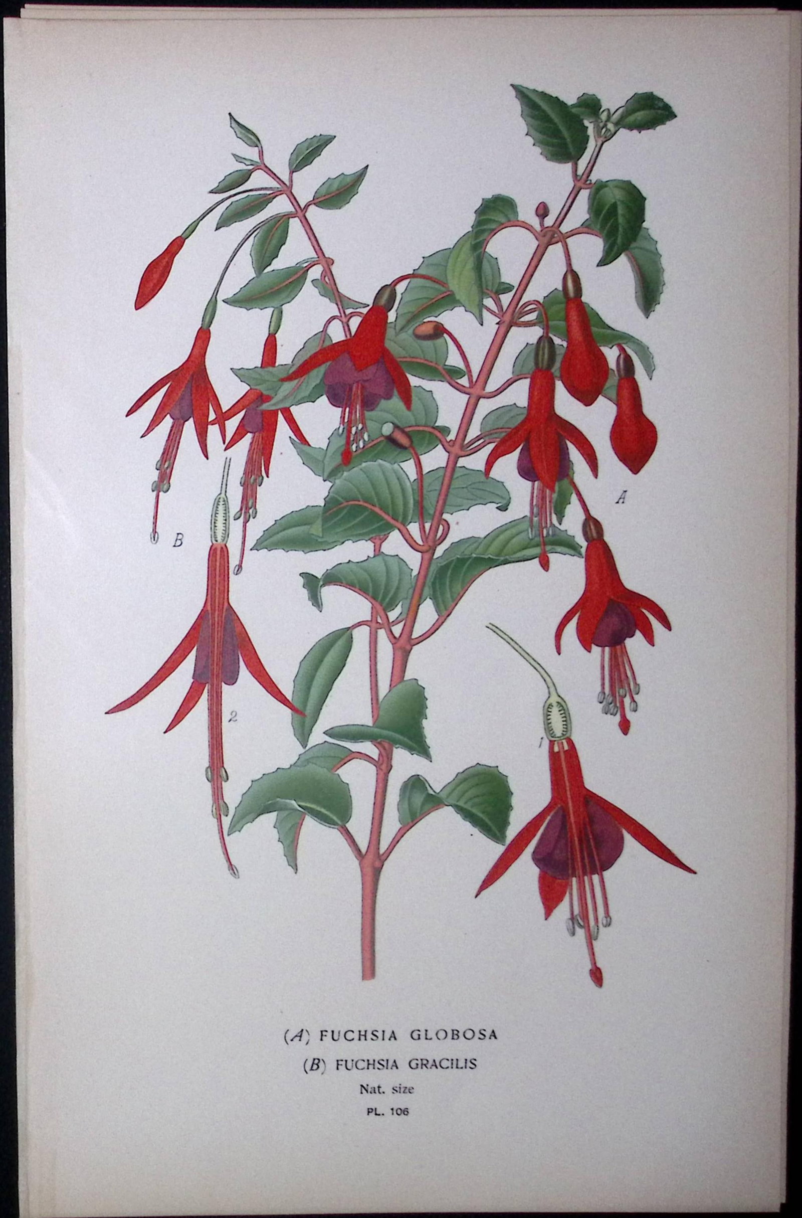 Fuchsia Globosa Edward Step Rare Antique Botanical Book Plate-106: Title: Fuchsia Globosa Edward Step Rare Antique Botanical Book Plate-106 Description: This Rare Beautiful Chromolithograph Was Removed from a Circa 1897 Antique Edition of. The Favourite Flowers of