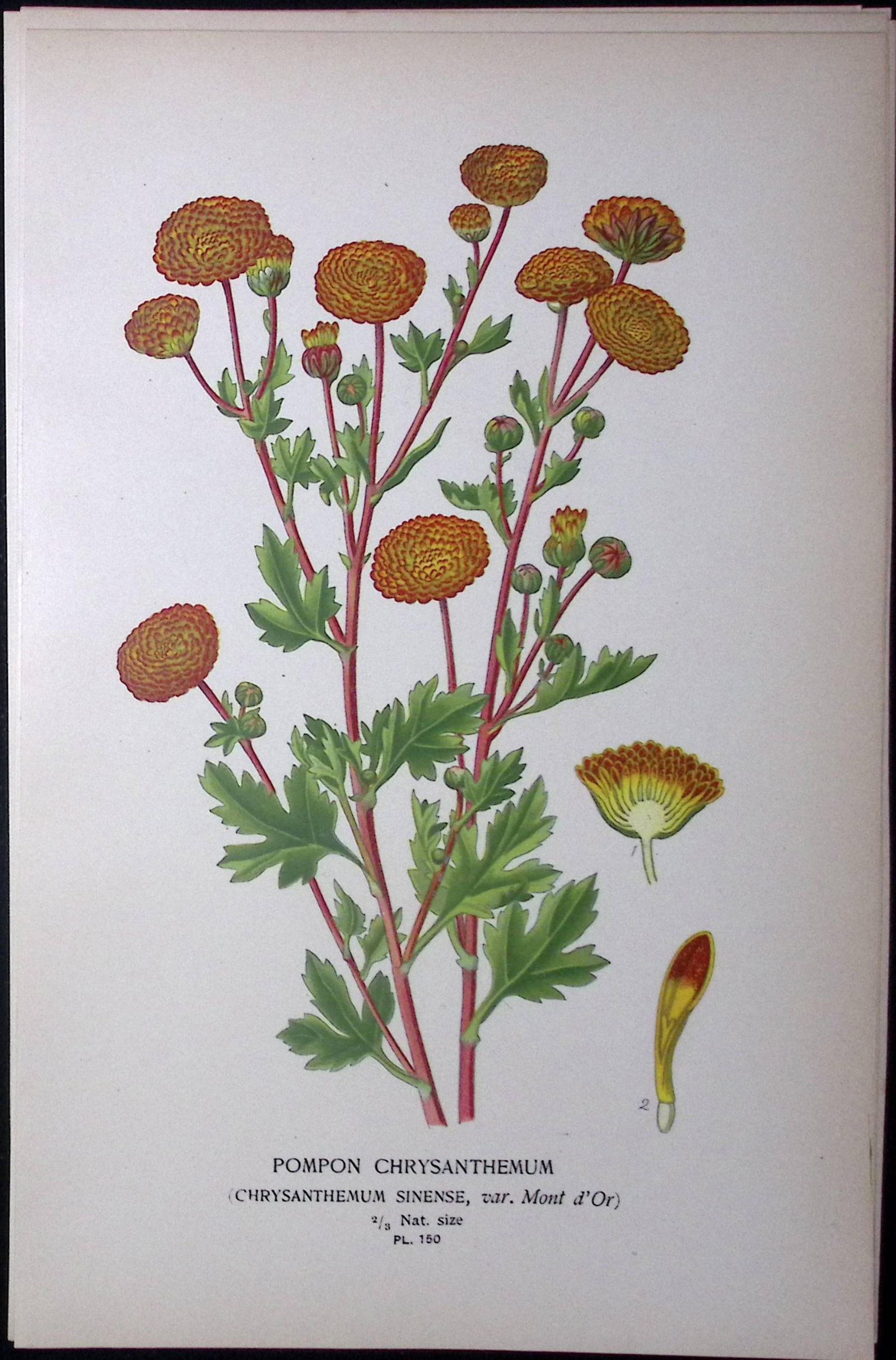 Pompon Chrysanthemum Edward Step Rare Antique Botanical Book Plate-150 (1 of 2)