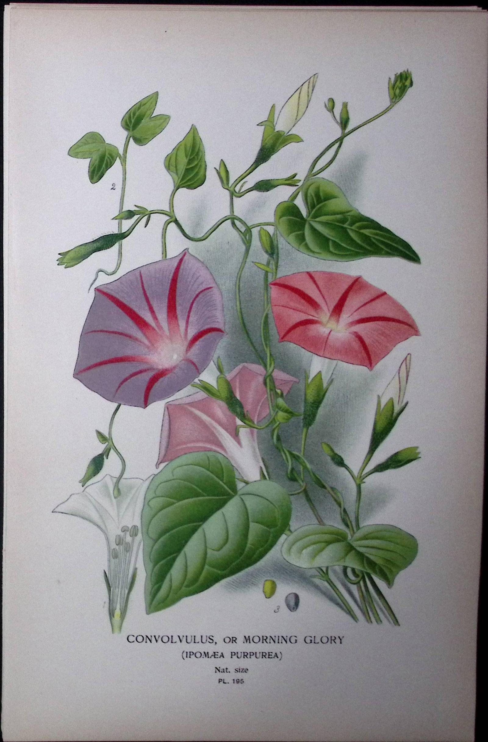 Morning Glory Flower Edward Step Rare Antique Botanical Book Plate-195: Title: Morning Glory Flower Edward Step Rare Antique Botanical Book Plate-195 Description: This Rare Beautiful Chromolithograph Was Removed from a Circa 1897 Antique Edition of. The Favourite Flowers