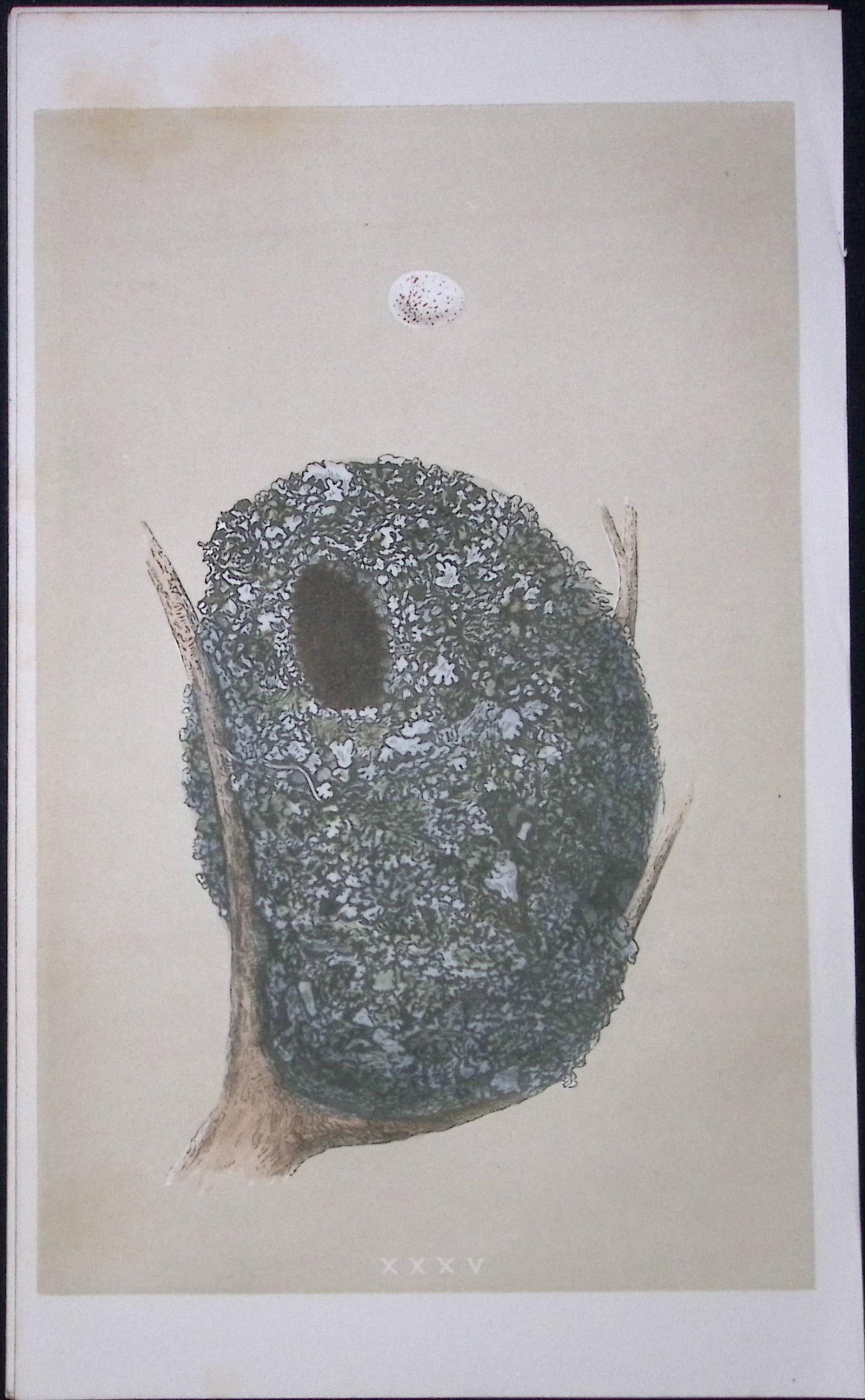Rev Morris Long Tailed Tit Bird Nest & Egg Antique Woodblock Engraving-8c: Title: Rev Morris Long Tailed Tit Bird Nest & Egg Antique Woodblock Engraving-8c Description: This Original Antique Colour Engraved Plate Was Removed from a First Edition of. The Rev F