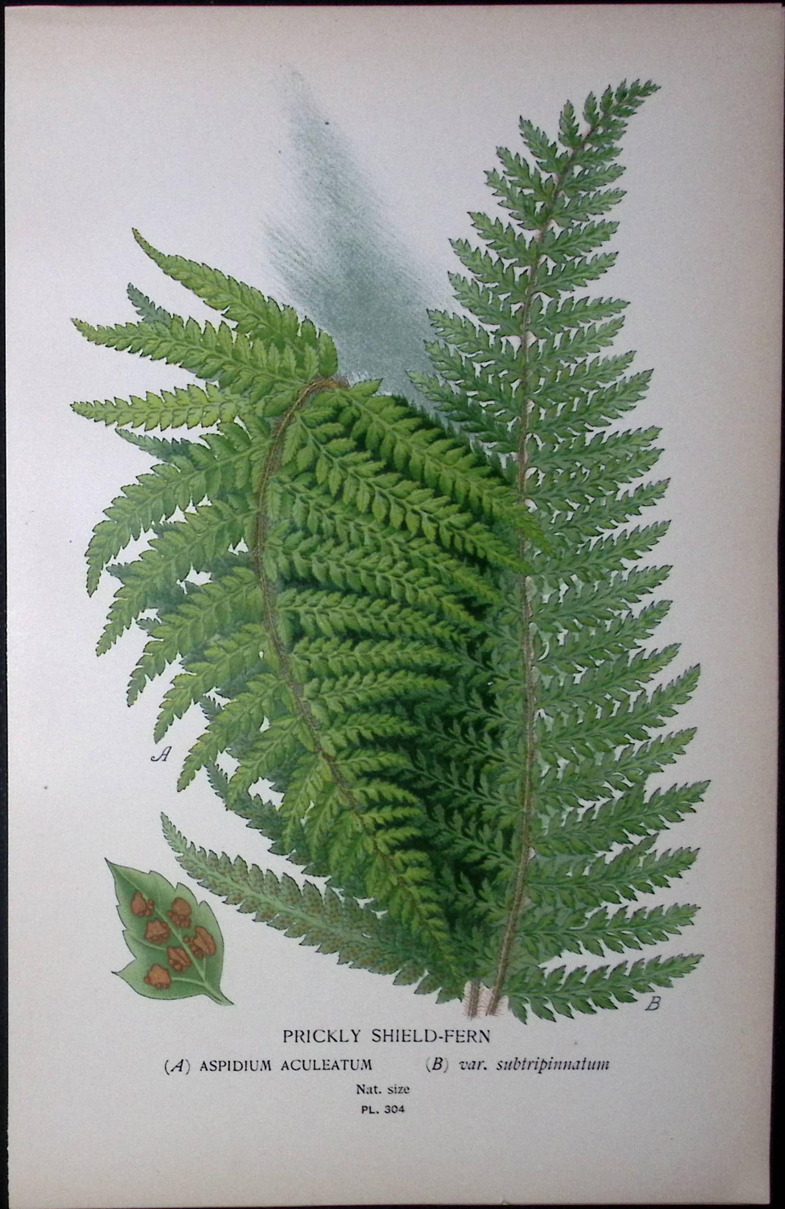 Prickly Shield-Fern Edward Step Rare Antique Botanical Book Plate-304: Title: Prickly Shield-Fern Edward Step Rare Antique Botanical Book Plate-304 Description: This Rare Beautiful Chromolithograph Was Removed from a Circa 1897 Antique Edition of. The Favourite Flowers
