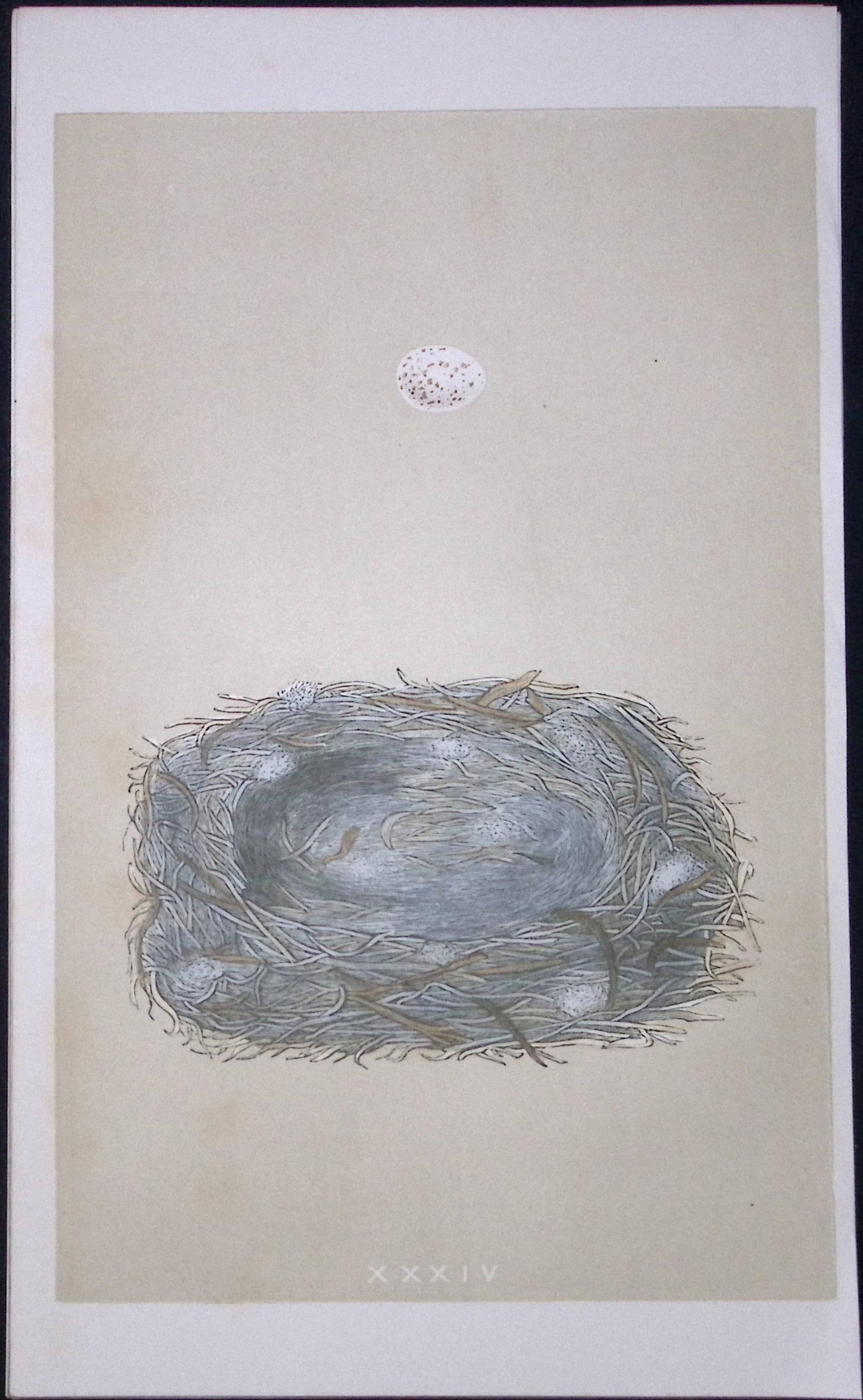 Rev Morris Marsh Tit Bird Nest & Egg Antique Woodblock Engraving-8b (1 of 1)