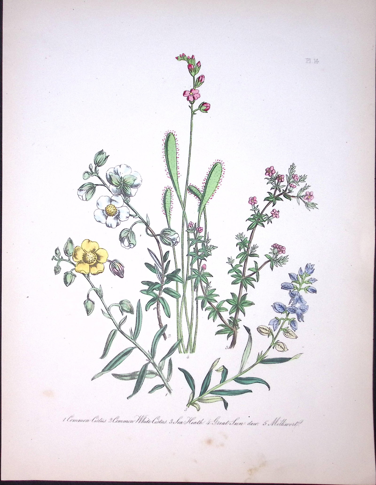 Rare 165-Yr-Old Antique Wildflower Gilt-Edged Illustration Jane Webb Loudon -14-A: Title: Rare 165-Yr-Old Antique Wildflower Gilt-Edged Illustration Jane Webb Loudon -14-A Description: Rare 165-Yr-Old Antique Wildflower Gilt-Edged Illustration Jane Webb Loudon -14. With Origi