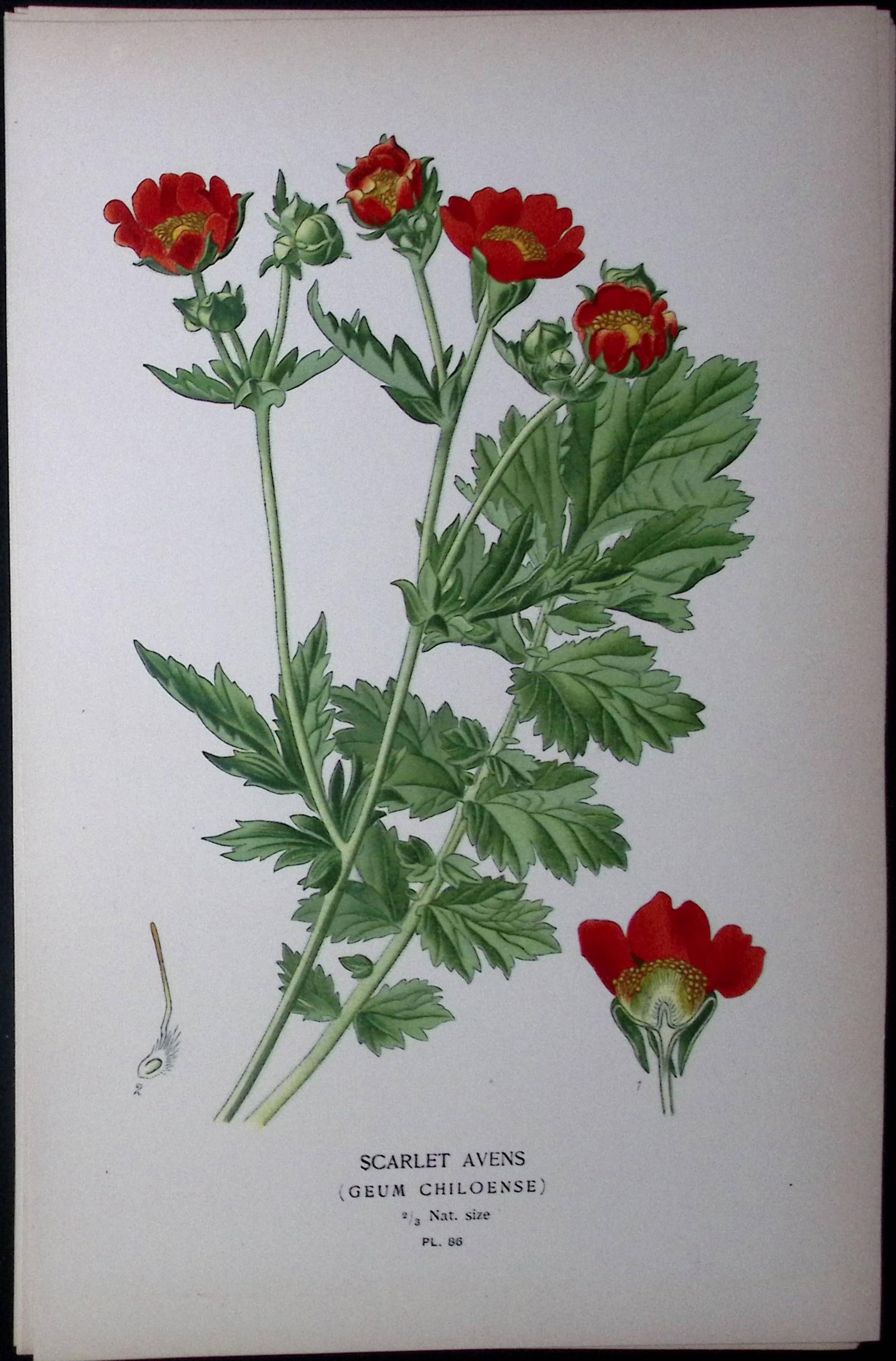 Scarlet Avens Rose Edward Step Rare Antique Botanical Book Plate-86: Title: Scarlet Avens Rose Edward Step Rare Antique Botanical Book Plate-86 Description: This Rare Beautiful Chromolithograph Was Removed from a Circa 1897 Antique Edition of. The Favourite Flowers of