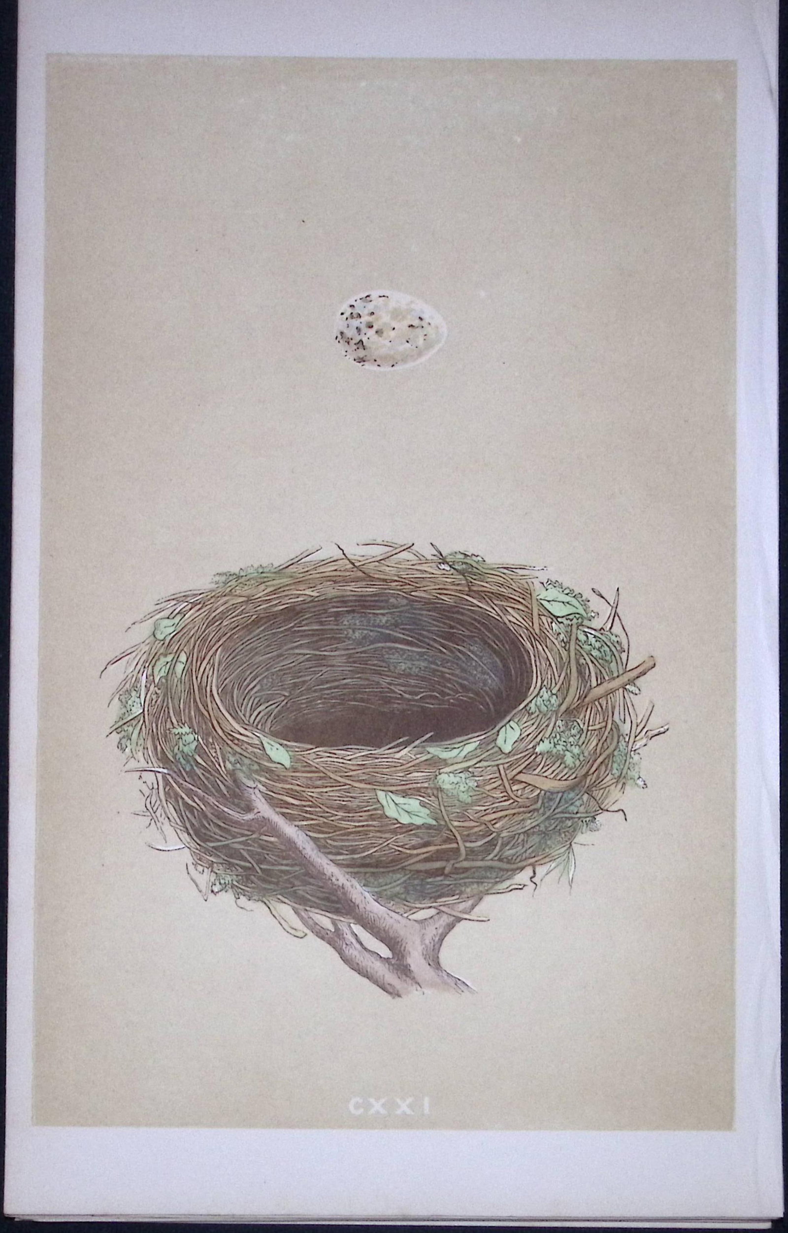 Rev Morris Blackcap Bird Nest & Egg Antique Woodblock Engraving-67: Title: Rev Morris Blackcap Bird Nest & Egg Antique Woodblock Engraving-67 Description: This Original Antique Colour Engraved Plate Was Removed from a First Edition of. The Rev FO Morris Natural