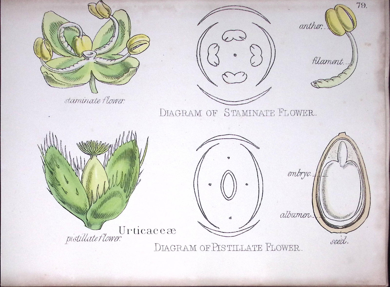 The Nettle Family Botanical Flower Diagram Rare Antique First Edition Illustration-79 (1 of 2)