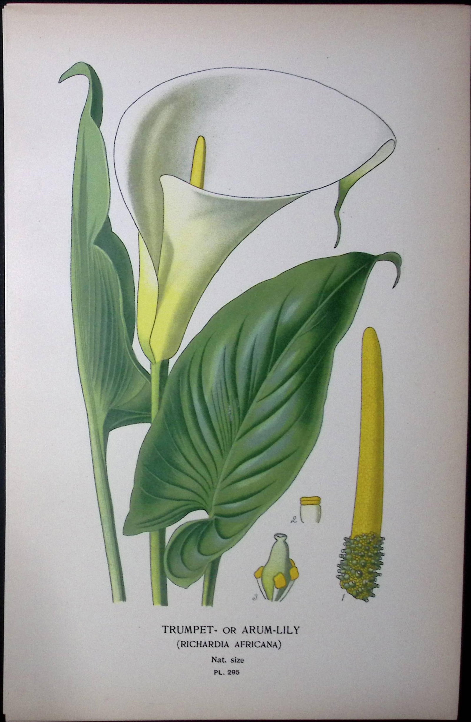 Trumpet or Arum-Lily Edward Step Rare Antique Botanical Book Plate-295: Title: Trumpet or Arum-Lily Edward Step Rare Antique Botanical Book Plate-295 Description: This Rare Beautiful Chromolithograph Was Removed from a Circa 1897 Antique Edition of. The Favour